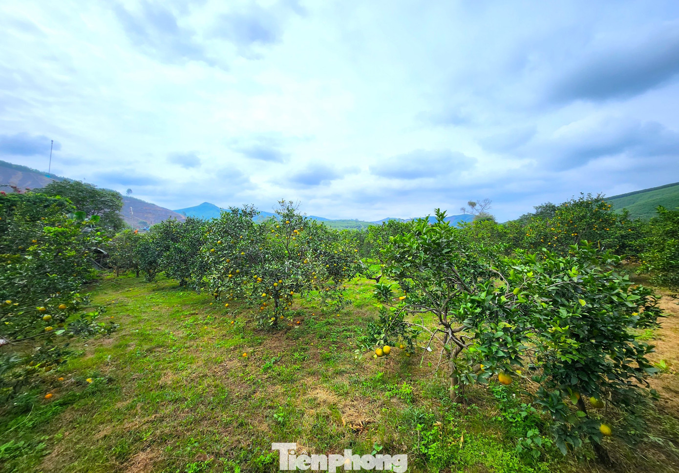 Trang trại cam của ông Trương Văn Biên (66 tuổi, trú xã Đồng Thành, huyện Yên Thành, Nghệ An) được xem là một trong những trang trại cam nổi tiếng ở huyện Yên Thành bởi quy mô cũng như sản lượng lớn và chất lượng cam ngon.