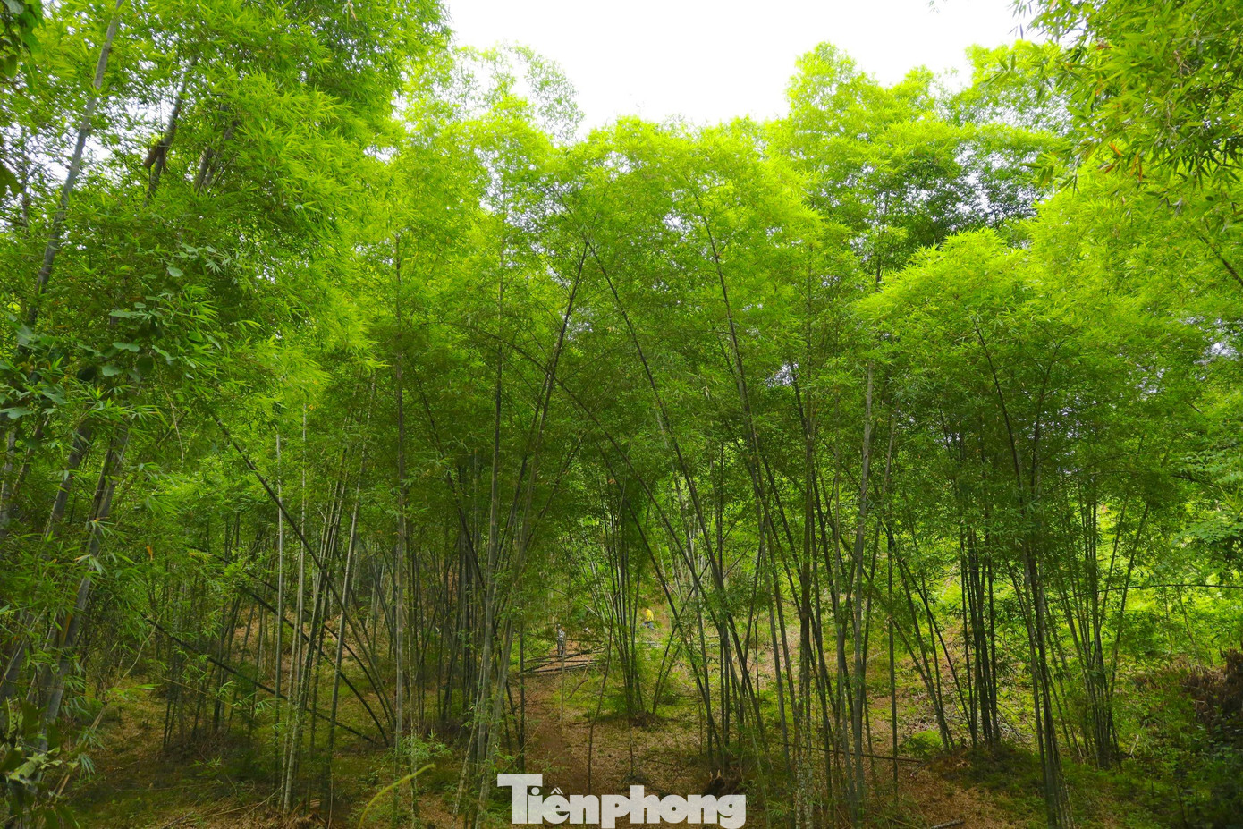 Huyện Tương Dương (Nghệ An) hiện có hơn 2000 ha rừng trồng tre, mét.
