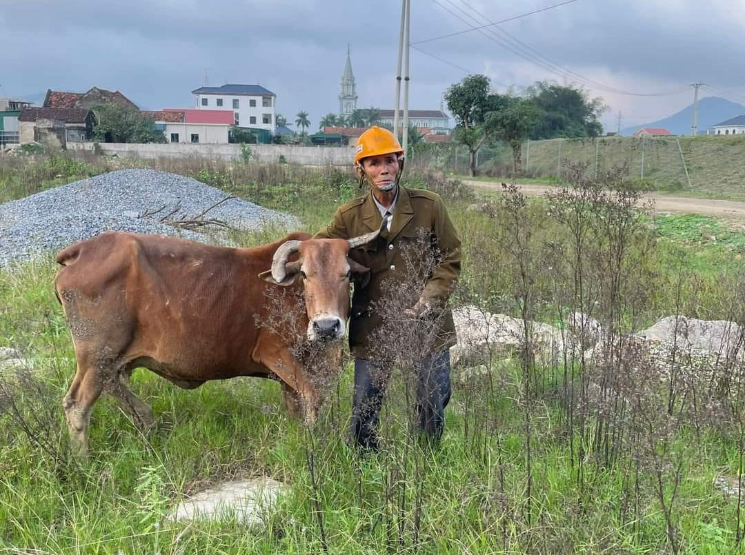 Ông Sơn vui mừng và đưa đàn bò về nhà để chăm sóc. Ông Sơn vui mừng và đưa đàn bò về nhà để chăm sóc.