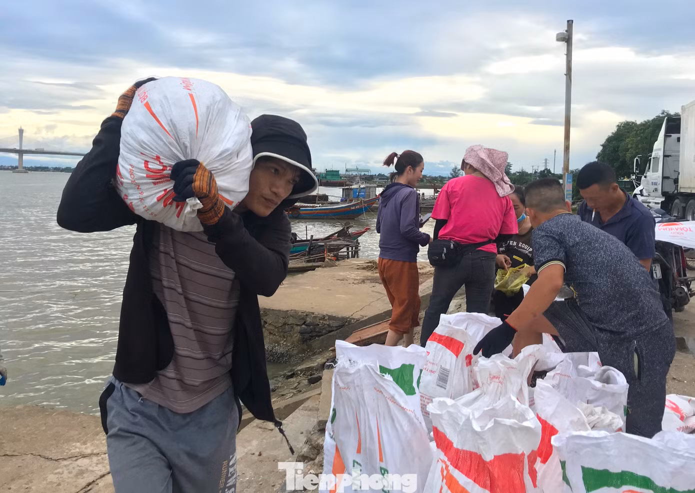 Sau khi đánh bắt được loại hải sản này, ngư dân sẽ đóng thành từng bảo tải, cập bến thuyền rồi vận chuyển lên bờ.