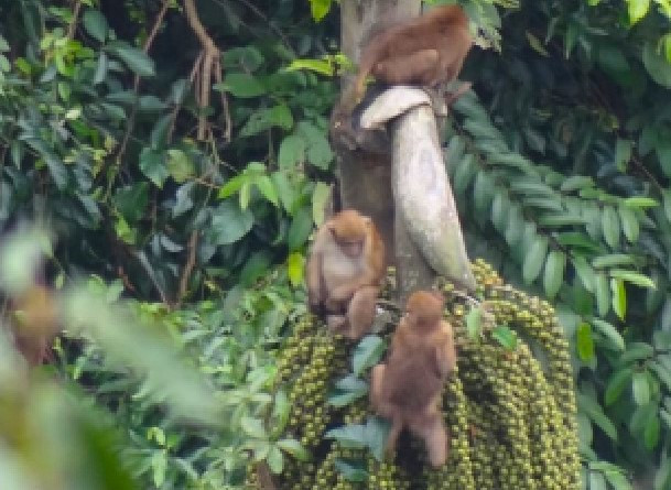 Ông Nguyễn Văn Sinh - Giám đốc Khu BTTN Pù Hoạt cho biết: Thời gian qua đơn vị đã sử dụng công nghệ bẫy ảnh trong điều tra, giám sát đa dạng sinh học tại khu bảo tồn và thu được nhiều kết quả quan trọng. "Việc đặt bẫy ảnh đã giúp cho khu bảo tồn ghi nhận sự có mặt của nhiều loài thú. Đặc biệt, có các loài thú nguy cấp, quý hiếm có tên trong sách đỏ Việt Nam và sách đỏ IUCN. Kết quả thu được từ bẫy ảnh đã giúp chúng tôi xác định được các mối đe dọa và nguy cơ tác động đến sự đa dạng sinh học trong khu bảo tồn. Từ đó, đưa ra các biện pháp quản lý, bảo tồn một cách có hiệu quả", ông Sinh nói. Ông Nguyễn Văn Sinh - Giám đốc Khu BTTN Pù Hoạt cho biết: Thời gian qua đơn vị đã sử dụng công nghệ bẫy ảnh trong điều tra, giám sát đa dạng sinh học tại khu bảo tồn và thu được nhiều kết quả quan trọng. "Việc đặt bẫy ảnh đã giúp cho khu bảo tồn ghi nhận sự có mặt của nhiều loài thú. Đặc biệt, có các loài thú nguy cấp, quý hiếm có tên trong sách đỏ Việt Nam và sách đỏ IUCN. Kết quả thu được từ bẫy ảnh đã giúp chúng tôi xác định được các mối đe dọa và nguy cơ tác động đến sự đa dạng sinh học trong khu bảo tồn. Từ đó, đưa ra các biện pháp quản lý, bảo tồn một cách có hiệu quả", ông Sinh nói.