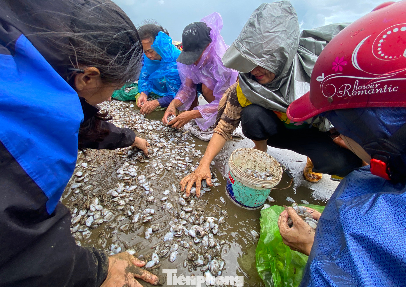 "Sóng đánh vào bờ có cả con sống, cả con chết nên chúng tôi phải nhặt, chọn con còn sống. Sáng giờ tôi nhặt được hơn 7kg rồi. Hôm nay về cả nhà tha hồ ăn", bà Nguyễn Thị Lan (trú xóm 6, xã Diễn Trung) chia sẻ.