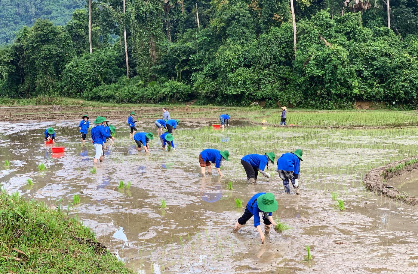 Những hàng mạ được cấy xuống không chỉ là khởi đầu cho một vụ mùa no đủ, mà còn là những khóm hy vọng được vun trồng bởi tình người. Chính từ những hành động nhỏ bé, giản dị như thế là sợi dây gắn bó giữa thanh niên tình nguyện và người dân thêm bền chặt.