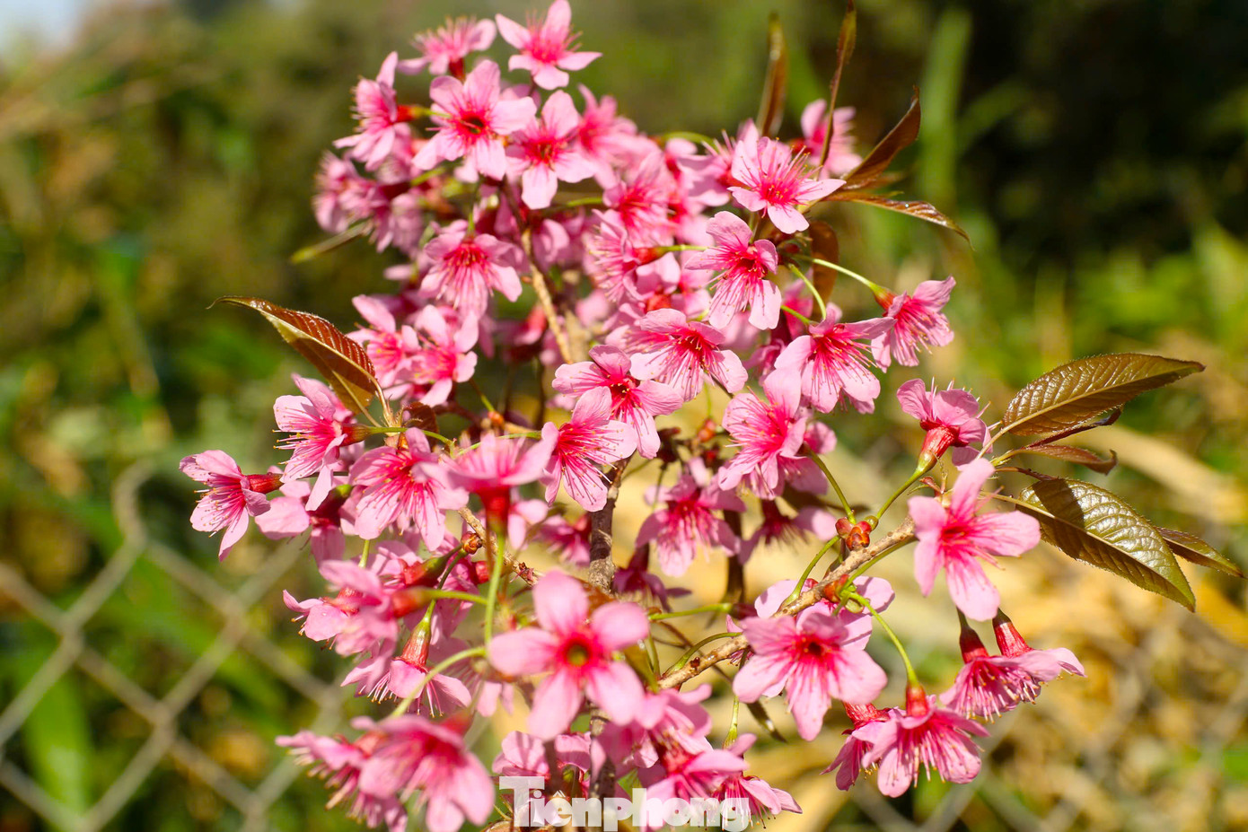 "Dịp cuối năm, mùa xuân về cũng là thời điểm hoa anh đào ở đây bung nở. Mọi người đi ngang qua trường đều nán lại ngắm, có người xin vào để chụp ảnh cùng hoa", một thầy giáo tại điểm trường ở bản Phà Nọi nói.