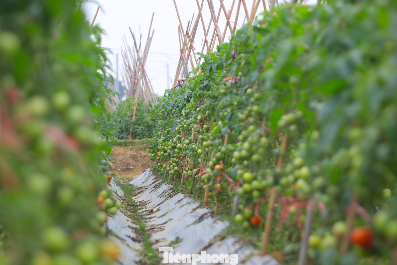 "Năm nay thời tiết khá thuận lợi, ít sương muối nên các loại rau màu ở đây đều cho năng suất cao. Giá thu mua các loại rau đợt này cũng tăng lên từ 1.000 - 3.000 đồng/kg, thương lái thu mua tận ruộng nên người dân rất phấn khởi", chị Trần Thị Lan (43 tuổi, trú xã Minh Lương) nói.