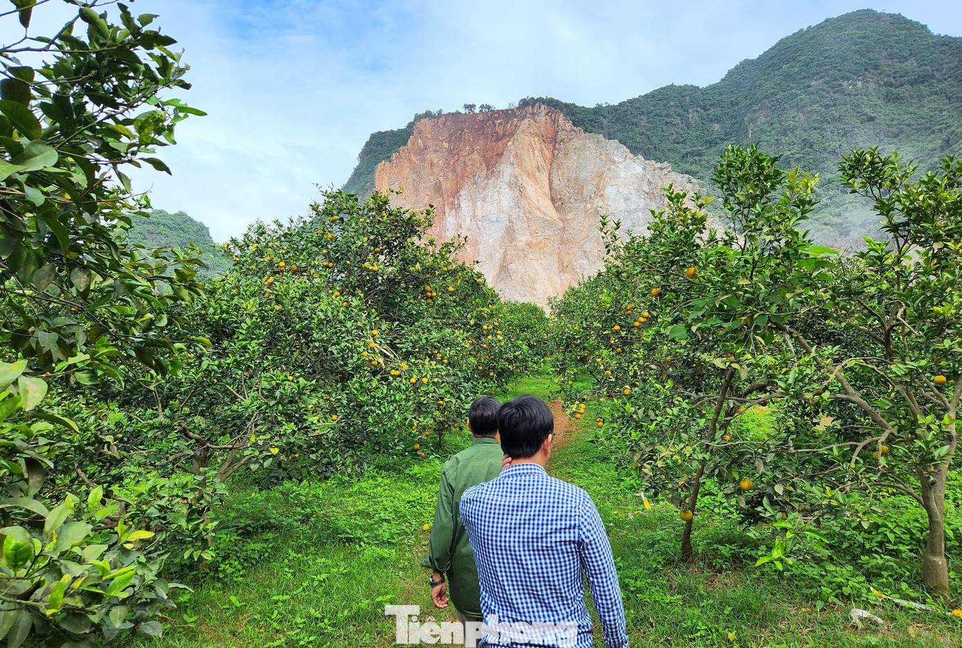 Ông Biên cho biết, điều đặc biệt trong vườn cam của gia đình ông là ông không hề sử dụng loại hóa chất, thuốc trừ sâu nào để phun cho cây cam nên hoàn toàn sạch. Mỗi khi có khách, ông đều dẫn đi tham quan vườn cam của mình trước khi mua.