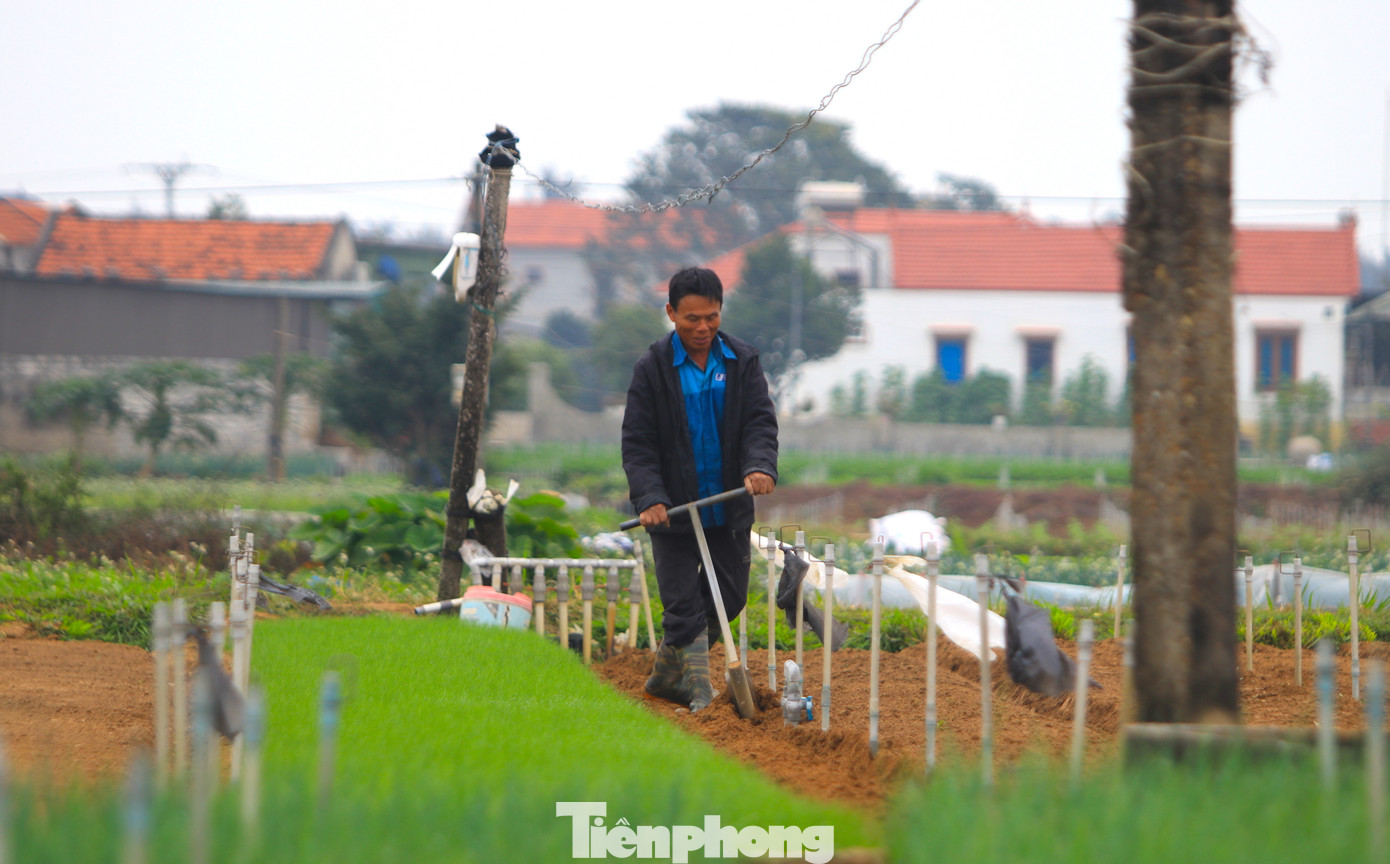 Để tận dụng thời gian và mùa vụ, sau khi thu hoạch người nông dân lại tất bật làm đất, bón phân để trồng gối vụ các loại rau màu ngắn ngày cho kịp bán tết.