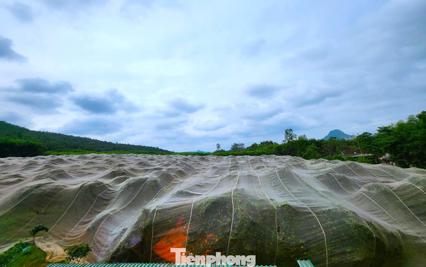 Nghĩ là làm, anh Hiếu bỏ tiền ra mua từng cuộn lưới nhỏ về rồi khâu lại để tạo thành một tấm màn lưới lớn rộng cả nghìn mét vuông. "Tính ra mình bỏ chi phí gần 300 triệu đồng để phủ màn cho vườn cam, một vườn rộng 2,5 ha, 1 vườn rộng 1,5 ha. Mỗi năm còn phải thuê nhân công mắc màn rồi thu màn để cất bảo quản", anh Hiếu chia sẻ. Nghĩ là làm, anh Hiếu bỏ tiền ra mua từng cuộn lưới nhỏ về rồi khâu lại để tạo thành một tấm màn lưới lớn rộng cả nghìn mét vuông. "Tính ra mình bỏ chi phí gần 300 triệu đồng để phủ màn cho vườn cam, một vườn rộng 2,5 ha, 1 vườn rộng 1,5 ha. Mỗi năm còn phải thuê nhân công mắc màn rồi thu màn để cất bảo quản", anh Hiếu chia sẻ.