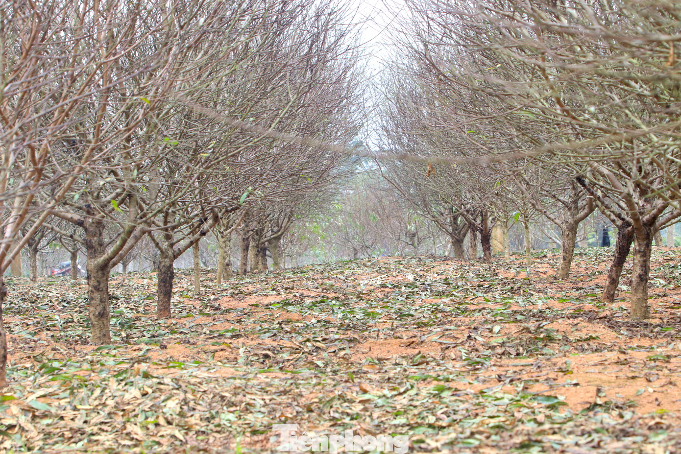 Xã Kim Thành được biết đến là thủ phủ đào nổi tiếng của tỉnh Nghệ An. Dịp Tết Nguyên đán hằng năm, làng đào Kim Thành cung cấp hàng vạn cây đào cho các thị trường hoa cây cảnh trong và ngoài tỉnh.