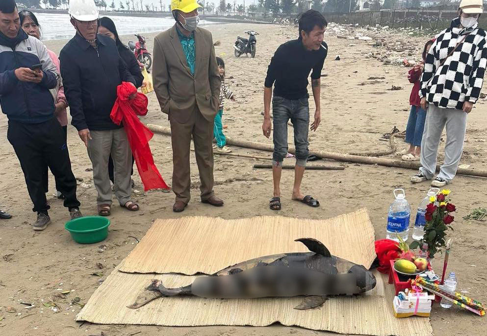 Người dân làm lễ thắp hương và tiến hành chôn cất cá voi theo phong tục địa phương vùng biển.