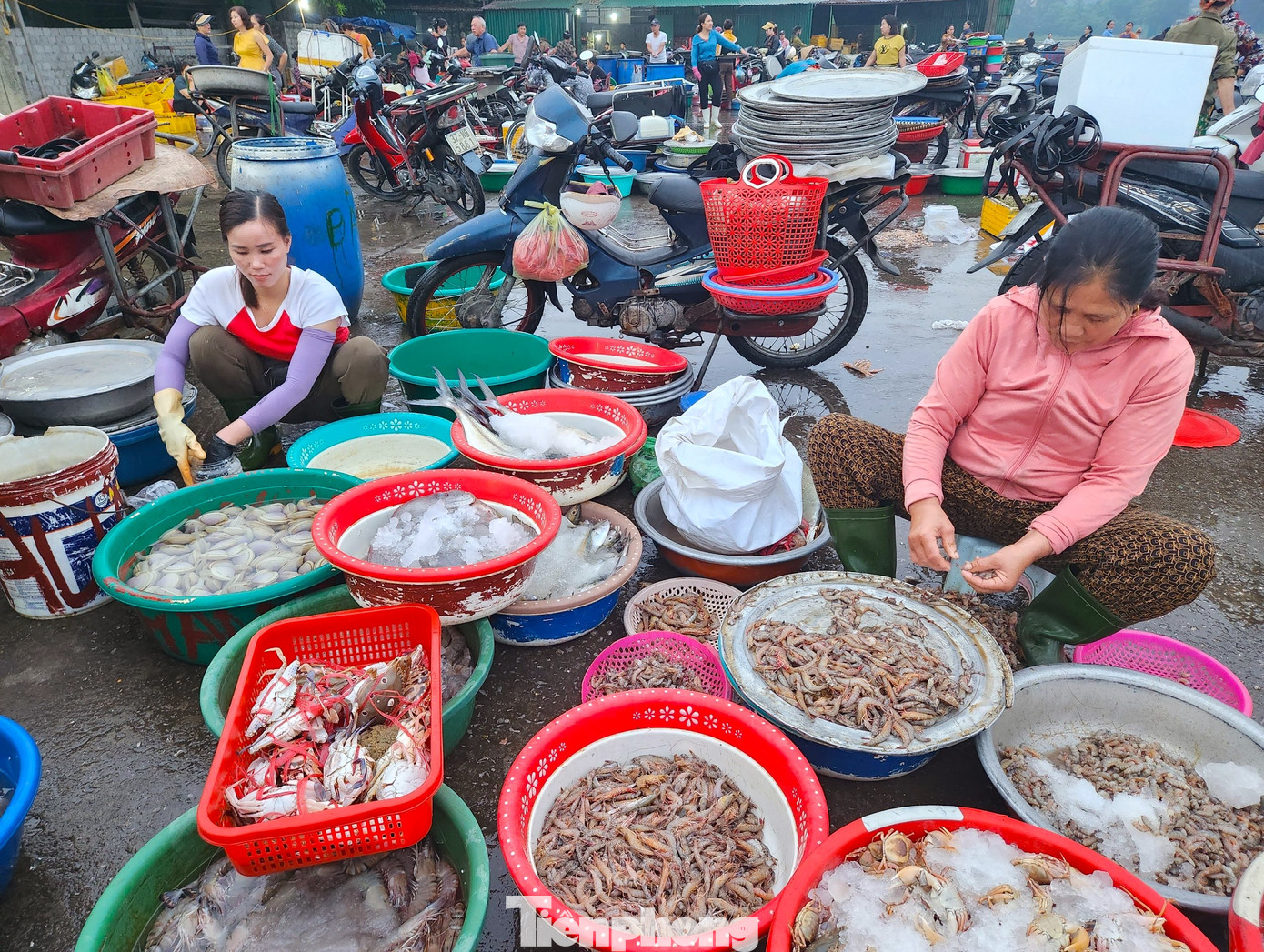 Hơn 10 năm qua, cứ đều đặn 4h sáng hàng ngày hai mẹ con chị Phùng Thị Hậu (35 tuổi, trú phường Nghi Thủy) lại ra bến cá Nghi Thủy để thu mua lại hải sản của các tàu thuyền về bến. Hải sản mà chị Hậu thường mua là các loại tôm cua, ghẹ, cá, ốc... Hải sản tươi ngon nên chị Hậu luôn cố thu mua thật nhiều để mang đi các khu chợ hải sản bán cho người dân.