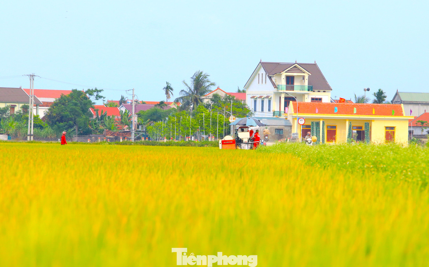 Đây cũng là lúc người nông dân bắt đầu xuống đồng gặt hái "thành quả" sau 3-4 tháng dày công chăm bón.