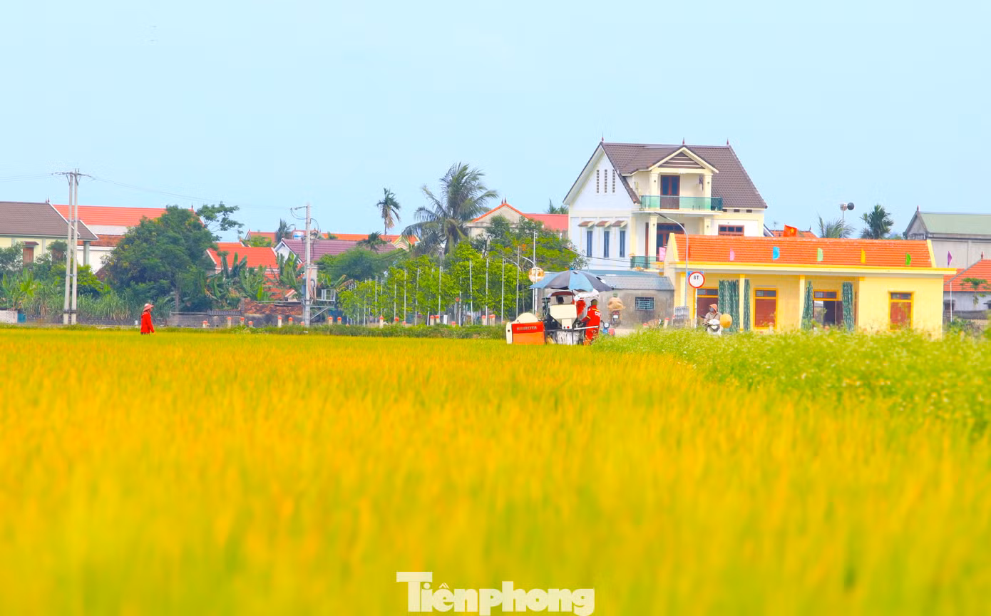 Đây cũng là lúc người nông dân bắt đầu xuống đồng gặt hái "thành quả" sau 3-4 tháng dày công chăm bón.