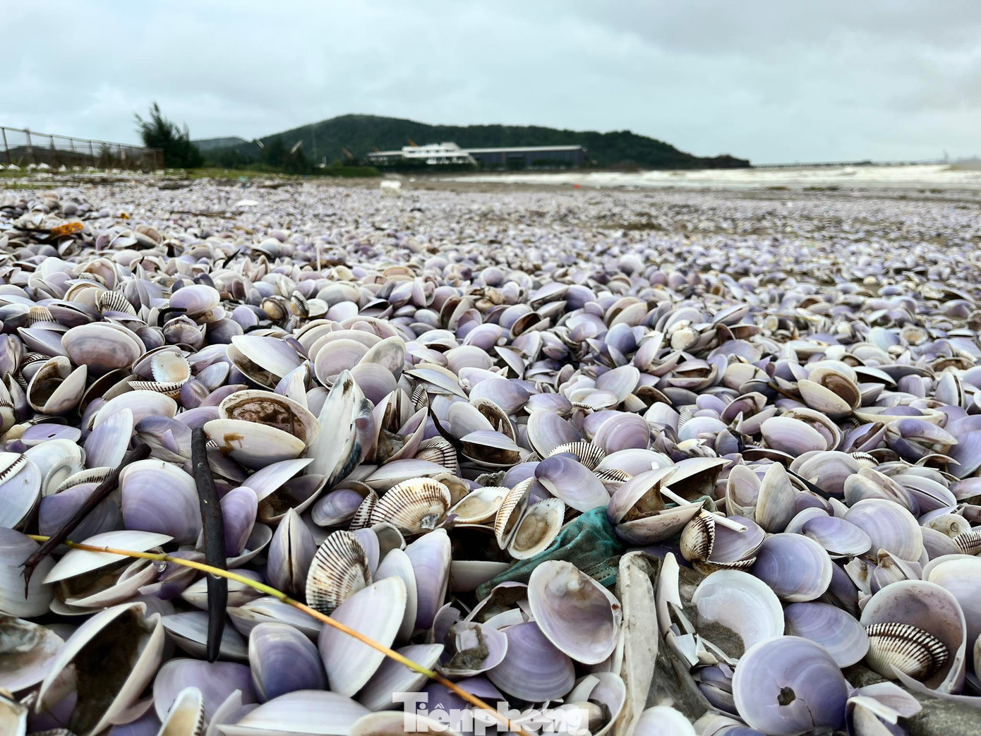 Chính quyền địa phương cho biết sẽ tính phương án để thu dọn số vỏ ngao này, tránh ô nhiễm môi trường. Chính quyền địa phương cho biết sẽ tính phương án để thu dọn số vỏ ngao này, tránh ô nhiễm môi trường.