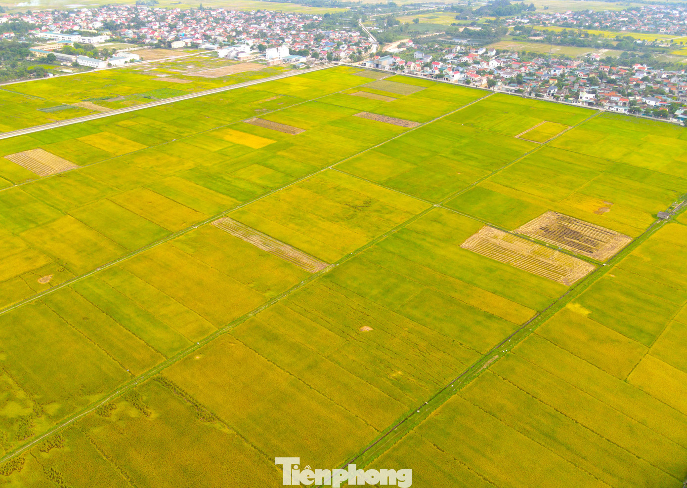 Từ đầu tháng 5/2024, nhiều cánh đồng lúa tại các huyện ở Nghệ An bắt đầu chín. Nông dân các huyện xuống đồng để thu hoạch vụ đông xuân.