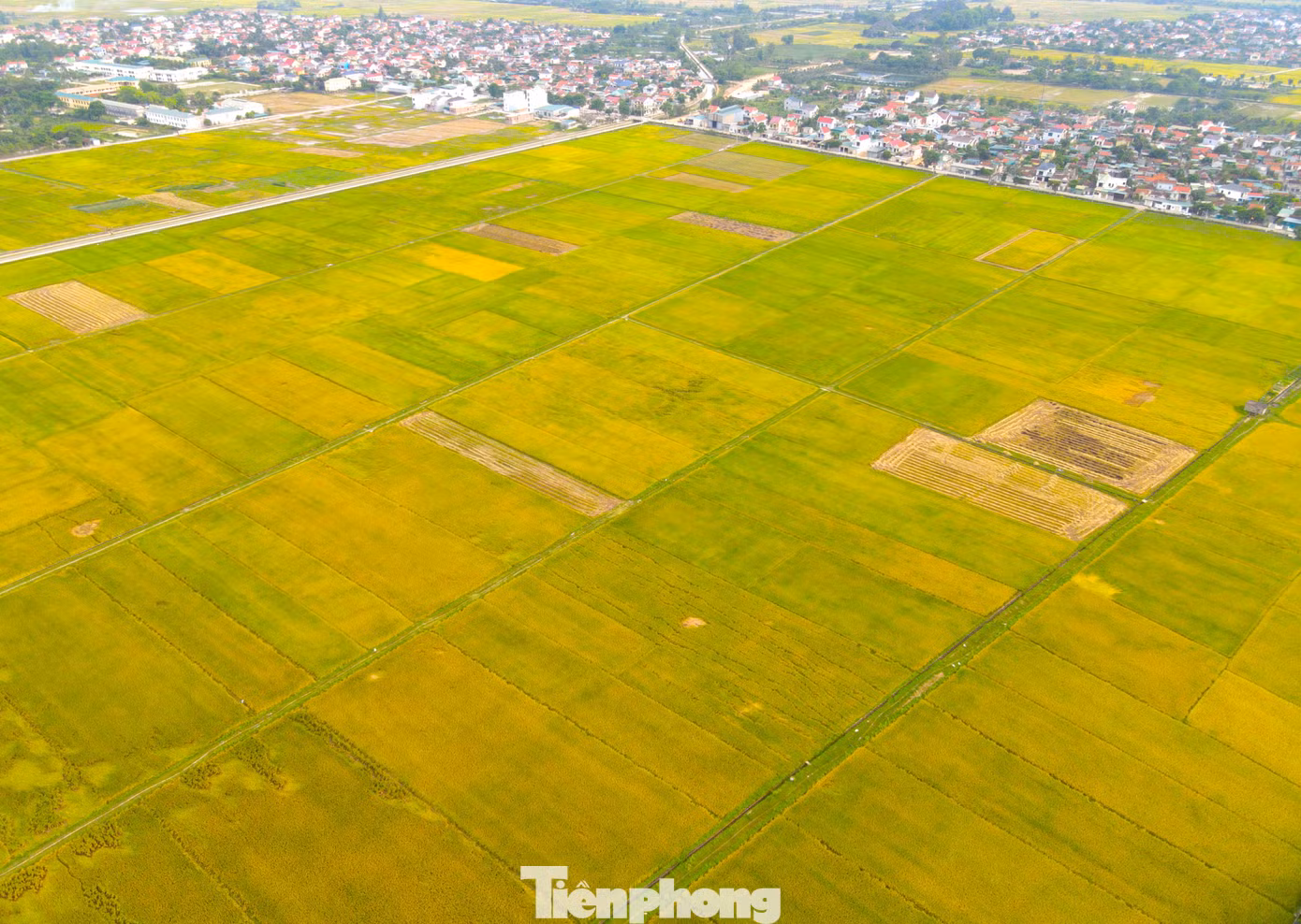 Từ đầu tháng 5/2024, nhiều cánh đồng lúa tại các huyện ở Nghệ An bắt đầu chín. Nông dân các huyện xuống đồng để thu hoạch vụ đông xuân.