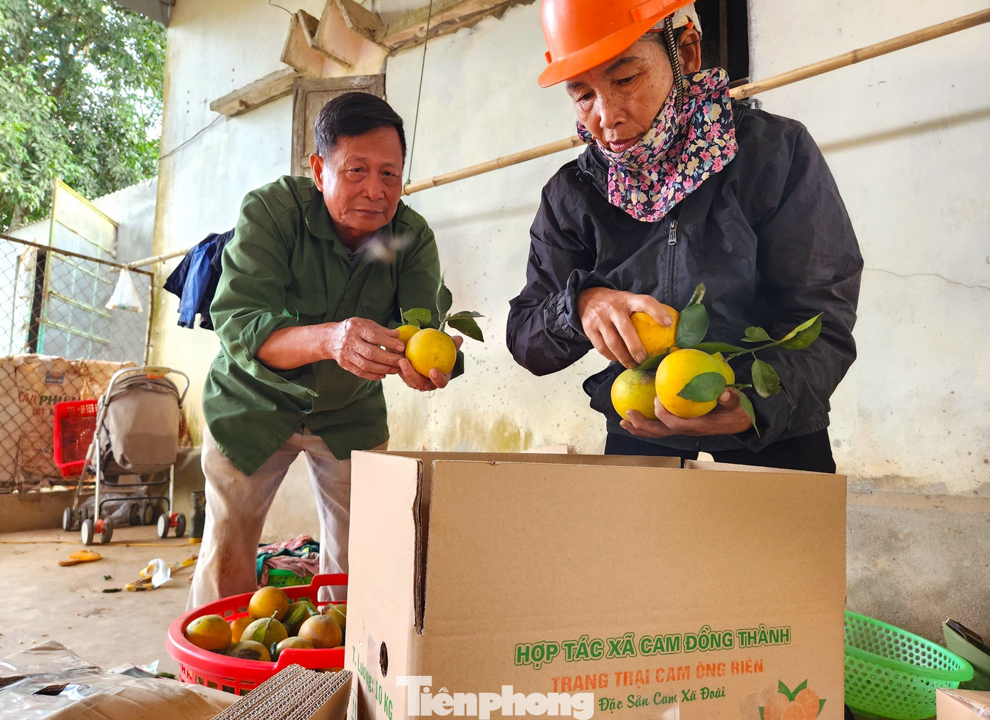 Năm nay thời tiết ổn định nên vườn cam của ông Biên cho thu hoạch hơn 100 tấn cam. Với giá bán các loại A,B,C dao động từ 25 đến 40 nghìn đồng, ông Biên thu về khoảng 3 tỷ đồng. Trừ các chi phí, vườn cam mang lại lợi nhuận tiền tỷ cho gia đình ông Biên.