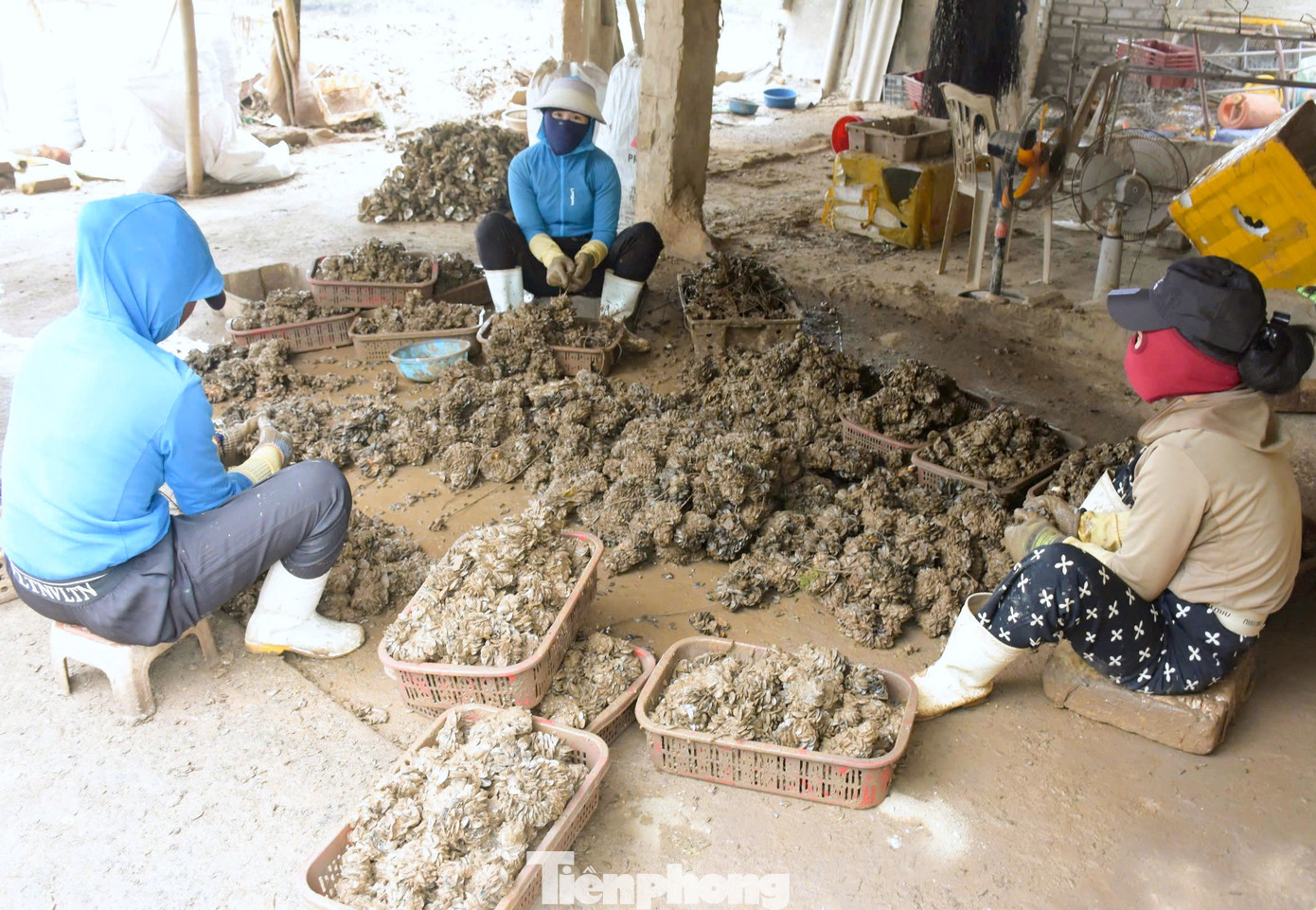 Không chỉ các hộ nuôi hàu có thêm thu nhập, vẹm được thương lái thu mua nhiều kéo theo các việc làm thêm cho người lao động trong vùng như đi săn vẹm, bốc vác, đẽo vẹm thuê.