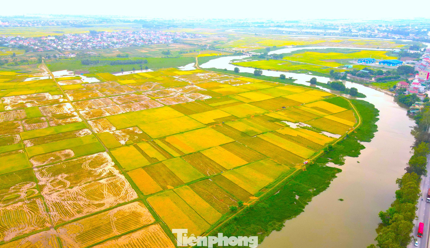 Cánh đồng vàng rực nằm vắt vẻo hai bên dòng sông uốn lượn tạo nên khung cảnh như một bức tranh làng quê tuyệt đẹp.