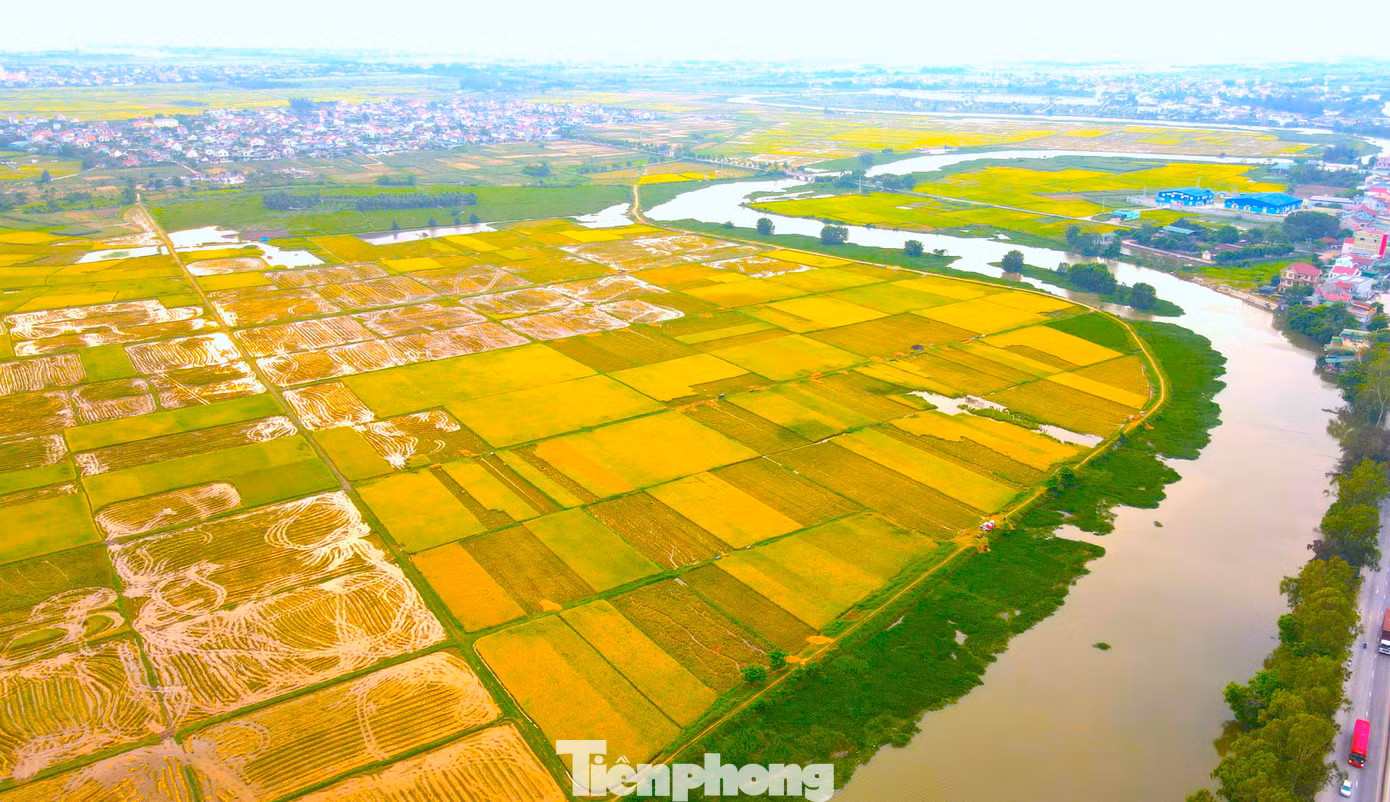 Cánh đồng vàng rực nằm vắt vẻo hai bên dòng sông uốn lượn tạo nên khung cảnh như một bức tranh làng quê tuyệt đẹp.