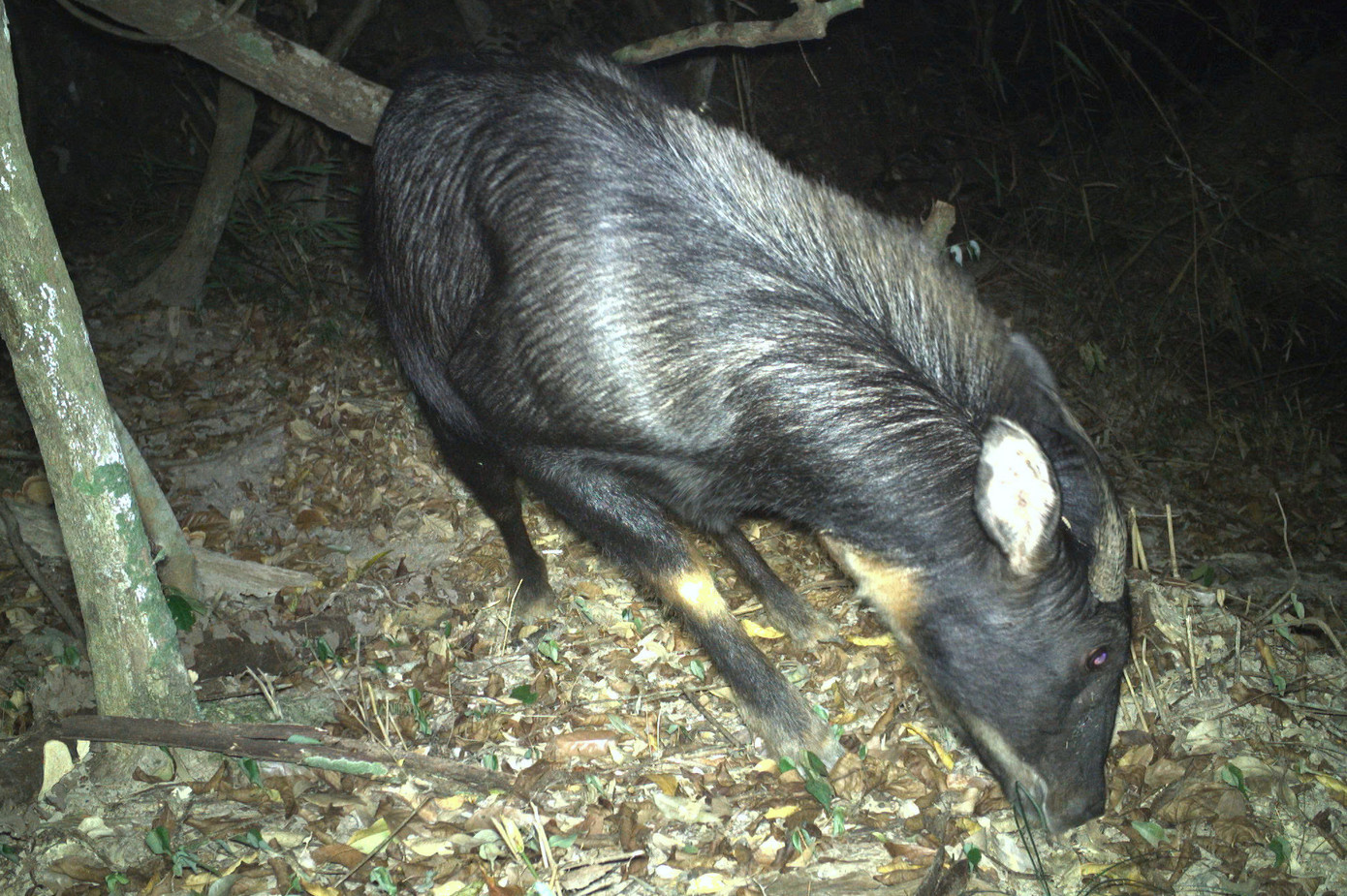 Cá thể sơn dương được phát hiện trong Khu bảo tồn thông qua việc bẫy ảnh.
