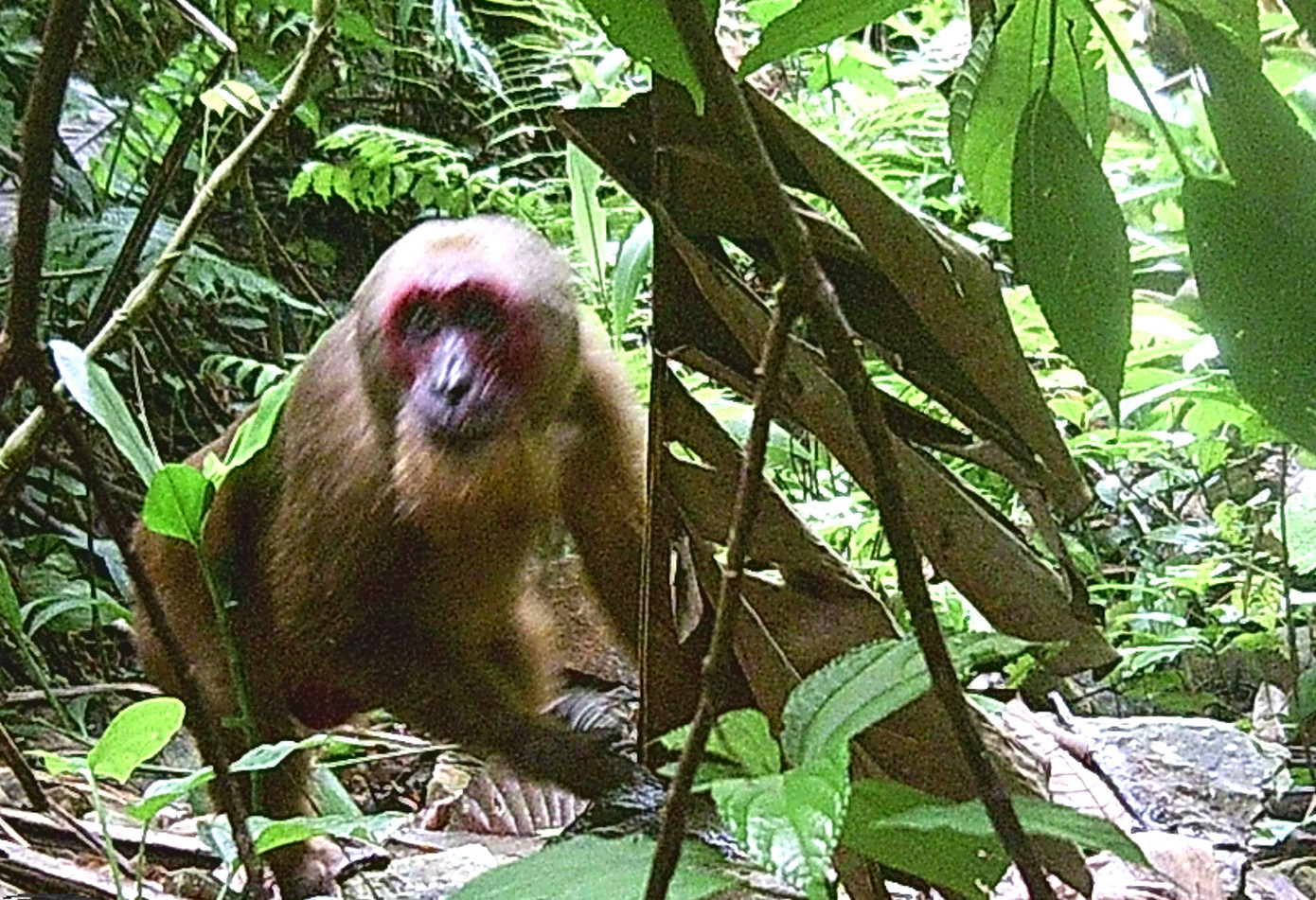 Theo ông Sinh, việc bẫy ảnh ghi lại các loài động vật quý hiếm nhằm cung cấp tư liệu giúp quảng bá, tuyên truyền về những loài động vật cần được bảo vệ và cấm săn bắt. Đặc biệt, bẫy ảnh sẽ giúp hạn chế săn, bắn trái phép, khai thác rừng bất hợp pháp. Trong ảnh là con khỉ mặt đỏ phát hiện tại khe Nậm Cân (xã Thông Thụ, huyện Quế Phong). Theo ông Sinh, việc bẫy ảnh ghi lại các loài động vật quý hiếm nhằm cung cấp tư liệu giúp quảng bá, tuyên truyền về những loài động vật cần được bảo vệ và cấm săn bắt. Đặc biệt, bẫy ảnh sẽ giúp hạn chế săn, bắn trái phép, khai thác rừng bất hợp pháp. Trong ảnh là con khỉ mặt đỏ phát hiện tại khe Nậm Cân (xã Thông Thụ, huyện Quế Phong).