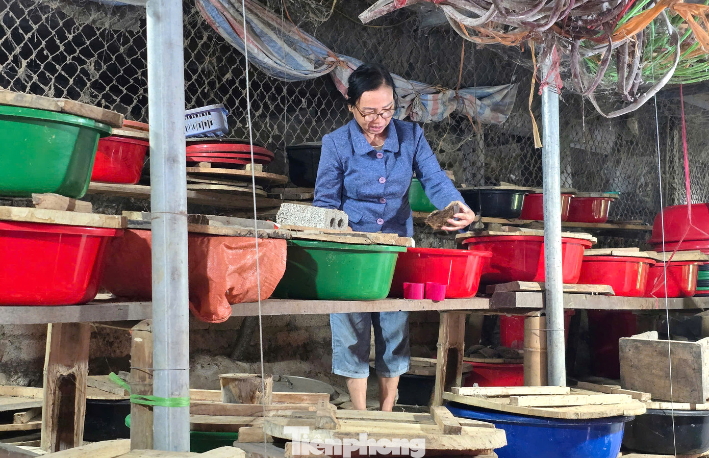 Ổ nuôi đuông cọ được bà Cương tự chế từ những chiếc chậu nhựa có đậy nắp cẩn thận. Ổ nuôi đuông cọ được bà Cương tự chế từ những chiếc chậu nhựa có đậy nắp cẩn thận.