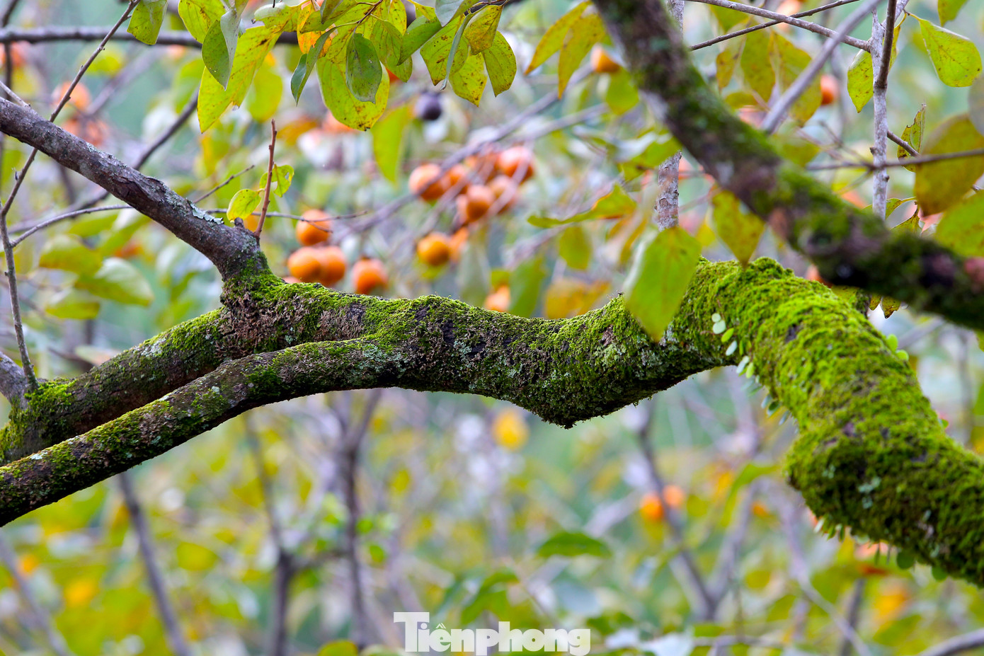 Những cây hồng cổ thụ có rêu phong phủ đầy càng khiến du khách thích thú.
