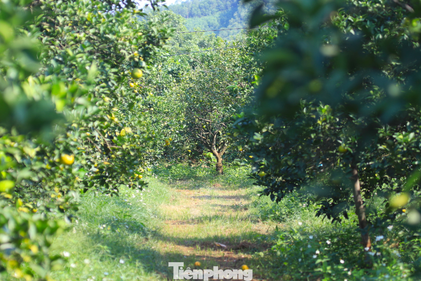 Với những bí quyết và các chế phẩm sinh học tự mình sáng chế, đến nay vườn cam của ông Biên sai trĩu quả, cho thu hoạch rải rác từ nay đến dịp Tết Nguyên đán.