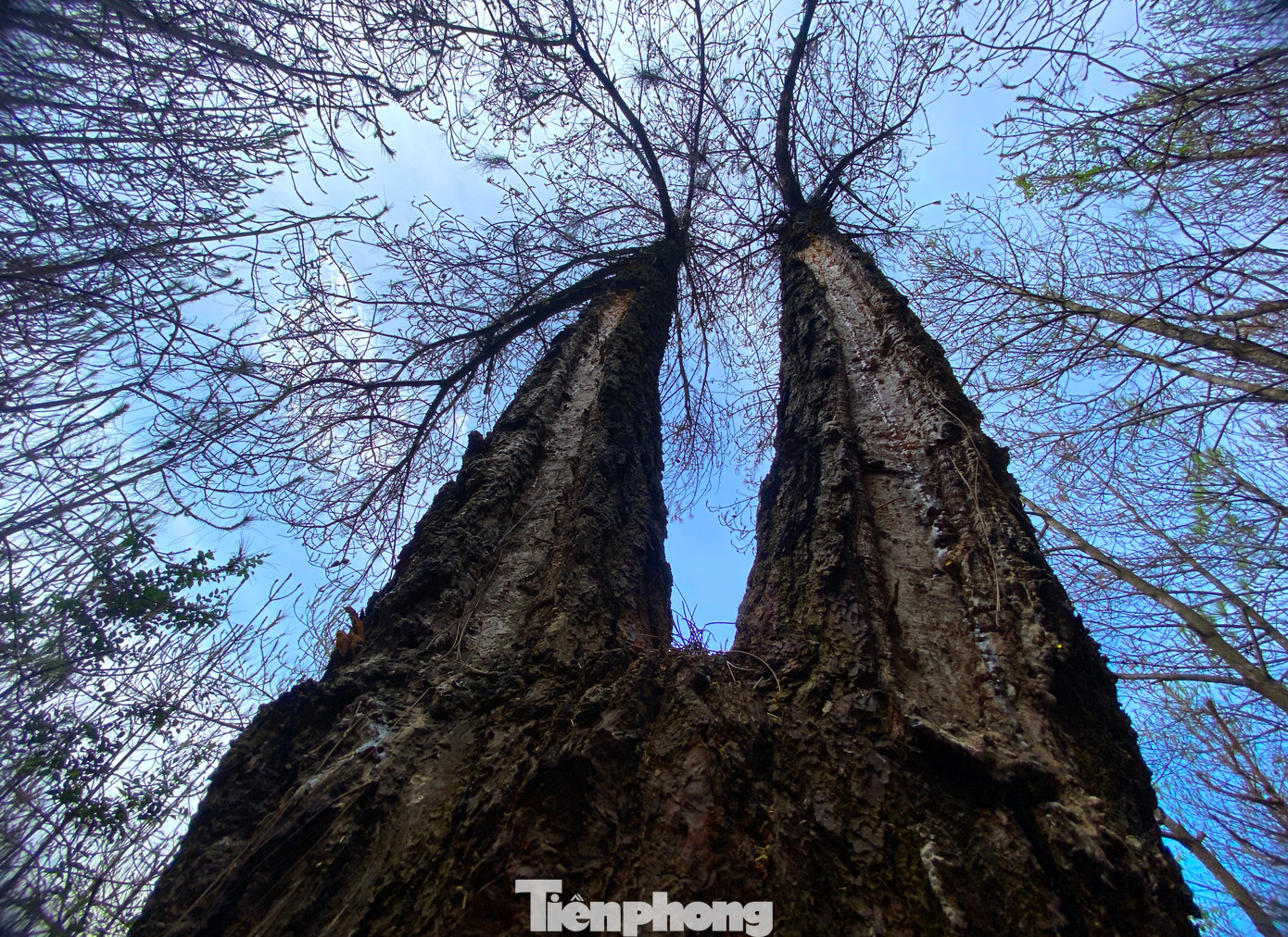 Những cây thông cao lớn nhiều năm tuổi cũng bị sâu róm ăn trụi lá.