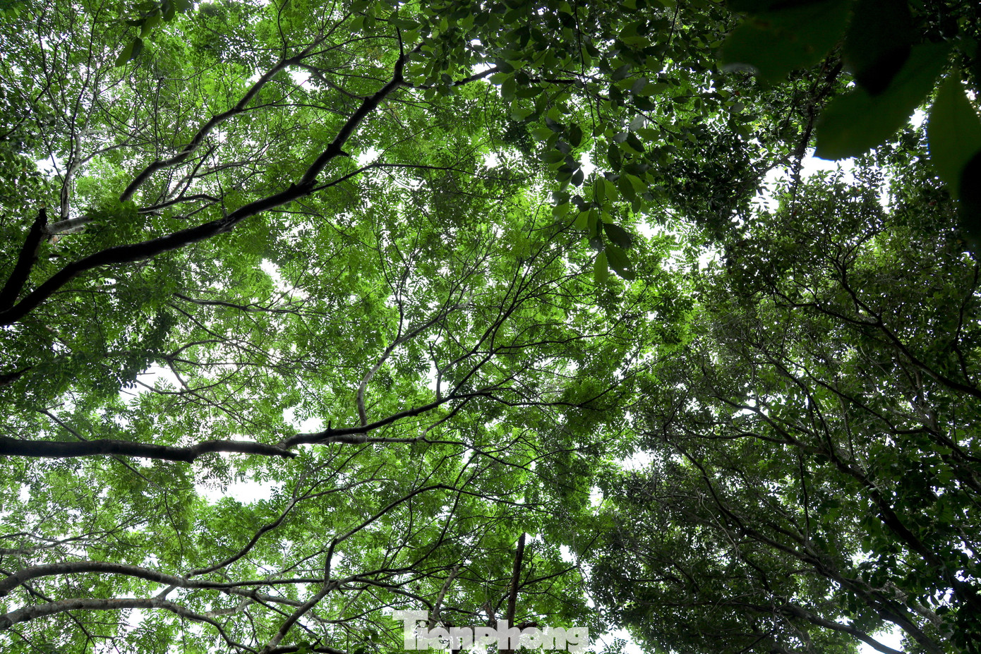 “Ông bà kể lại từ xưa người dân trong làng đã đặt ra hương ước rất nghiêm ngặt để bảo vệ khu rừng. Người dân trong làng phải chăm sóc, bảo vệ cây. Nếu phát hiện ai chặt phá cây sẽ bị phạt nặng và buộc phải kiếm 10 cây gỗ về trồng lại. Nhờ những điều luật nghiêm khắc xưa đã giúp bảo vệ được khu rừng phát triển và xanh tốt như ngày nay”, ông Trần Văn Tuấn (trú xã Hậu Thành, huyện Yên Thành) nhớ lại.