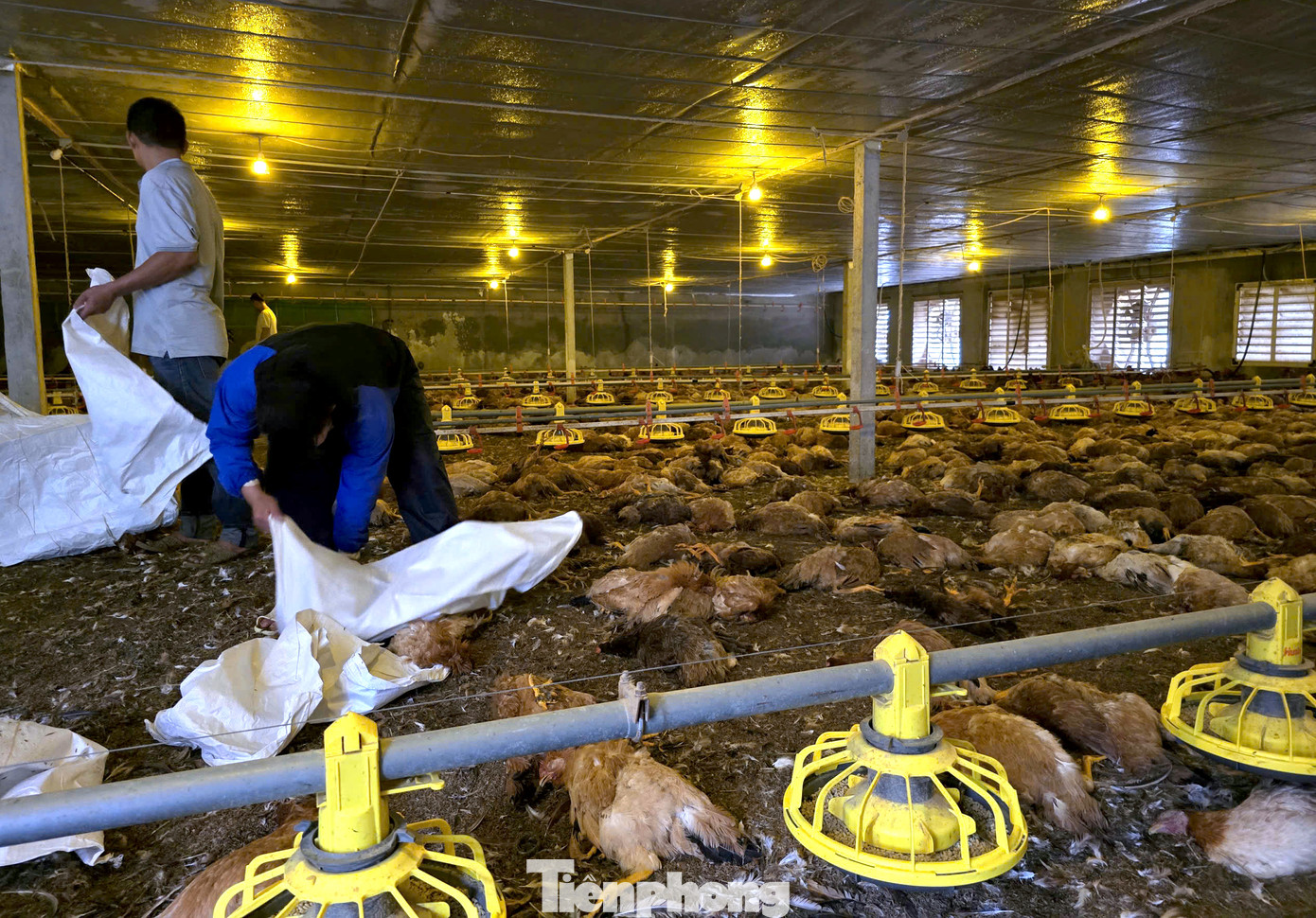 Được biết, số gà này đã được trang trại nuôi từ lâu, mỗi con nặng từ 2,2-2,5kg. Chỉ còn khoảng 10 ngày nữa, số gà này sẽ được xuất bán.