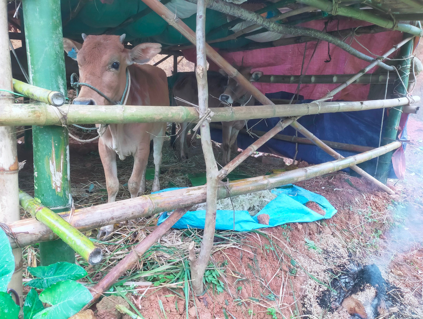 Những ngày qua, nhiệt độ tại nhiều huyện miền núi ở Nghệ An xuống thấp có lúc dưới 3 độ C nên việc sưởi ấm cho trâu bò, gia súc là cần thiết.