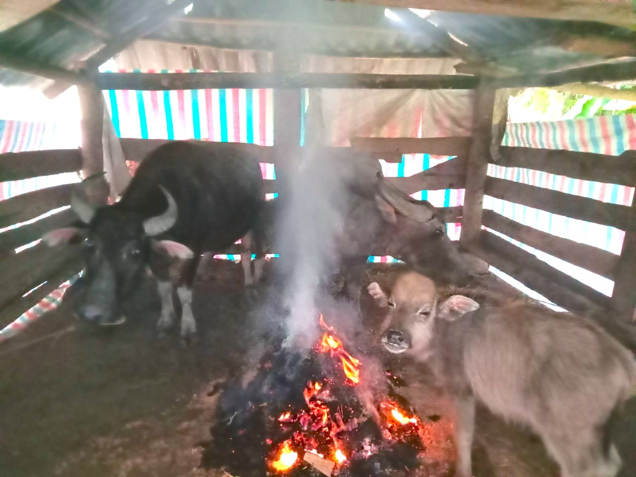 Người dân các xã của huyện Quế Phong xuyên ngày đêm đốt củi, sưởi ấm cho trâu bò.