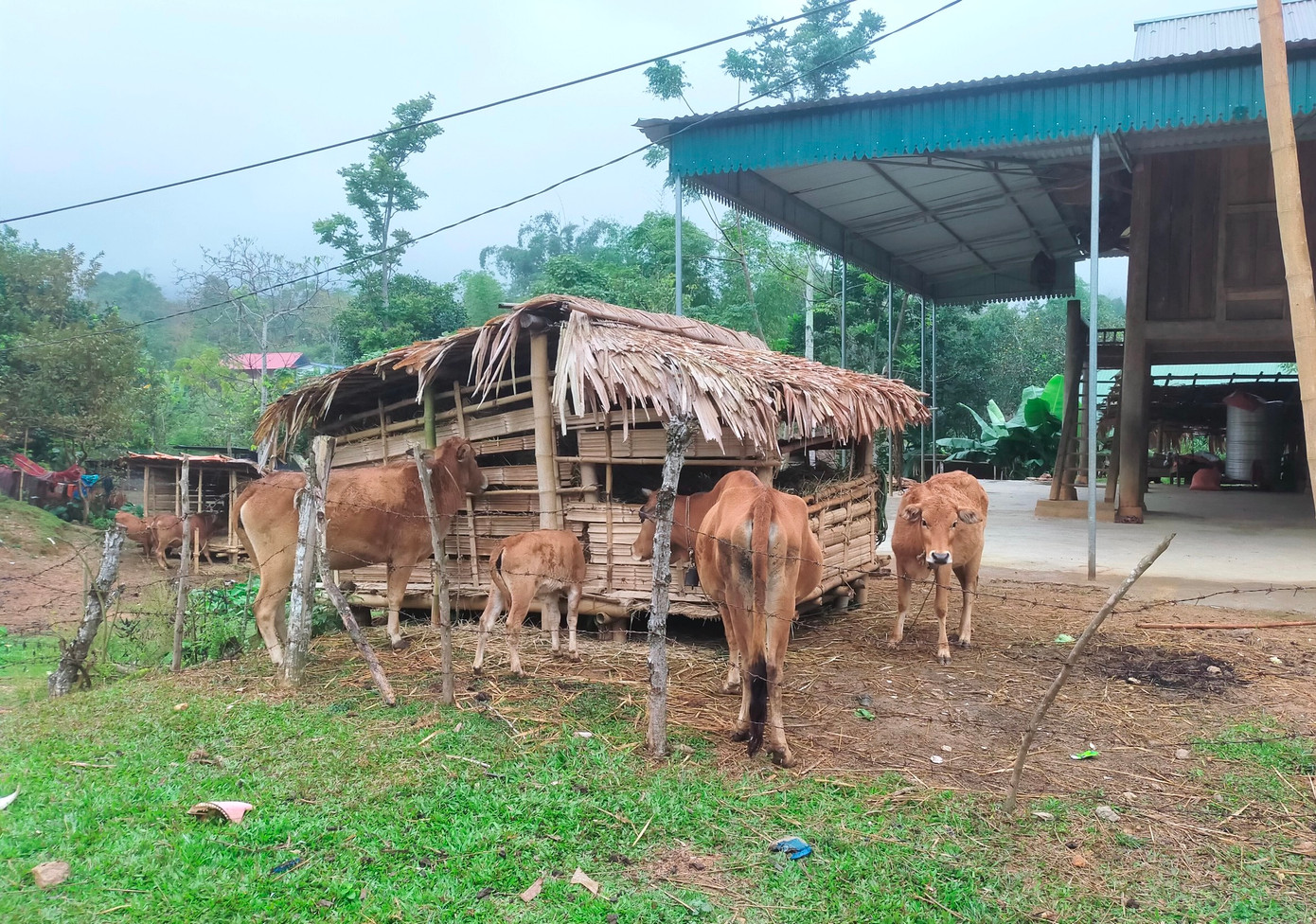 Nhiệt độ xuống thấp, người dân thay vì chăn thả đã đưa trâu bò về nuôi nhốt tại nhà và dự trữ nguồn thức ăn.