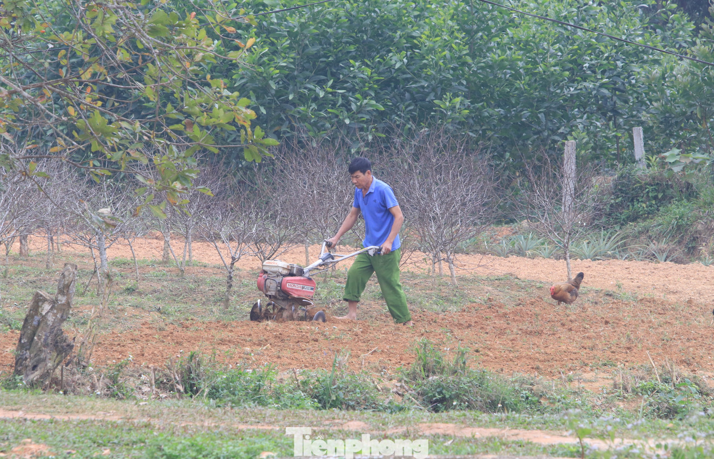 Ông Phan Tất Mậu - Chủ tịch UBND xã Kim Thành cho biết, toàn xã có hơn 350 hộ đầu tư trồng đào. Mỗi năm lợi nhuận từ cây đào mang về cho người dân xã này hơn 3 tỷ đồng. Nhờ cây đào, các hộ dân trong xã đã vươn lên khá giả. “Chúng tôi cũng dự kiến chuyển đổi thêm 100ha đất hoang hóa và đất kém chất lượng sang trồng đào, nhằm phát triển nghề trồng đào thành một ngành kinh tế mũi nhọn của địa phương”, ông Mậu nói.