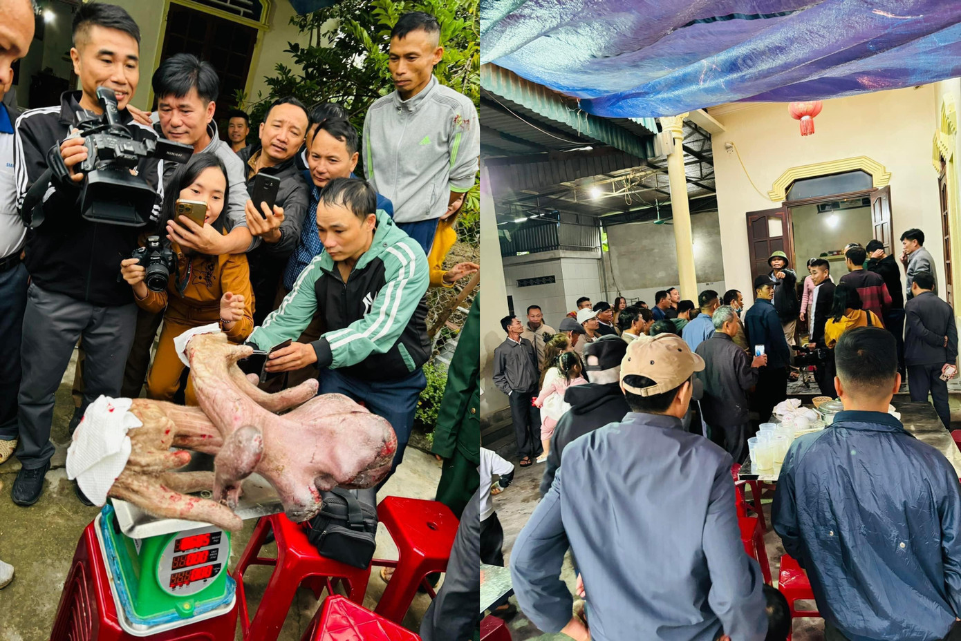 Nghe tin gia đình ông Thuận thu hoạch cặp nhung nai khủng, hàng chục người đã đến để chiêm ngưỡng. Nghe tin gia đình ông Thuận thu hoạch cặp nhung nai khủng, hàng chục người đã đến để chiêm ngưỡng.