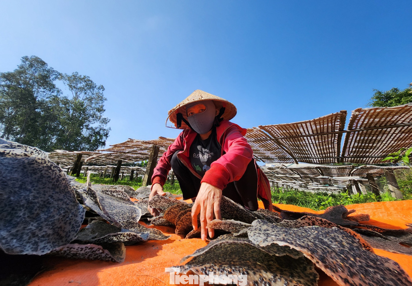 Khi bánh được phơi khô, những người thợ lại ra thu gom vào rồi tiếp tục mang những mẻ bánh mới ra phơi nắng. Khi bánh được phơi khô, những người thợ lại ra thu gom vào rồi tiếp tục mang những mẻ bánh mới ra phơi nắng.