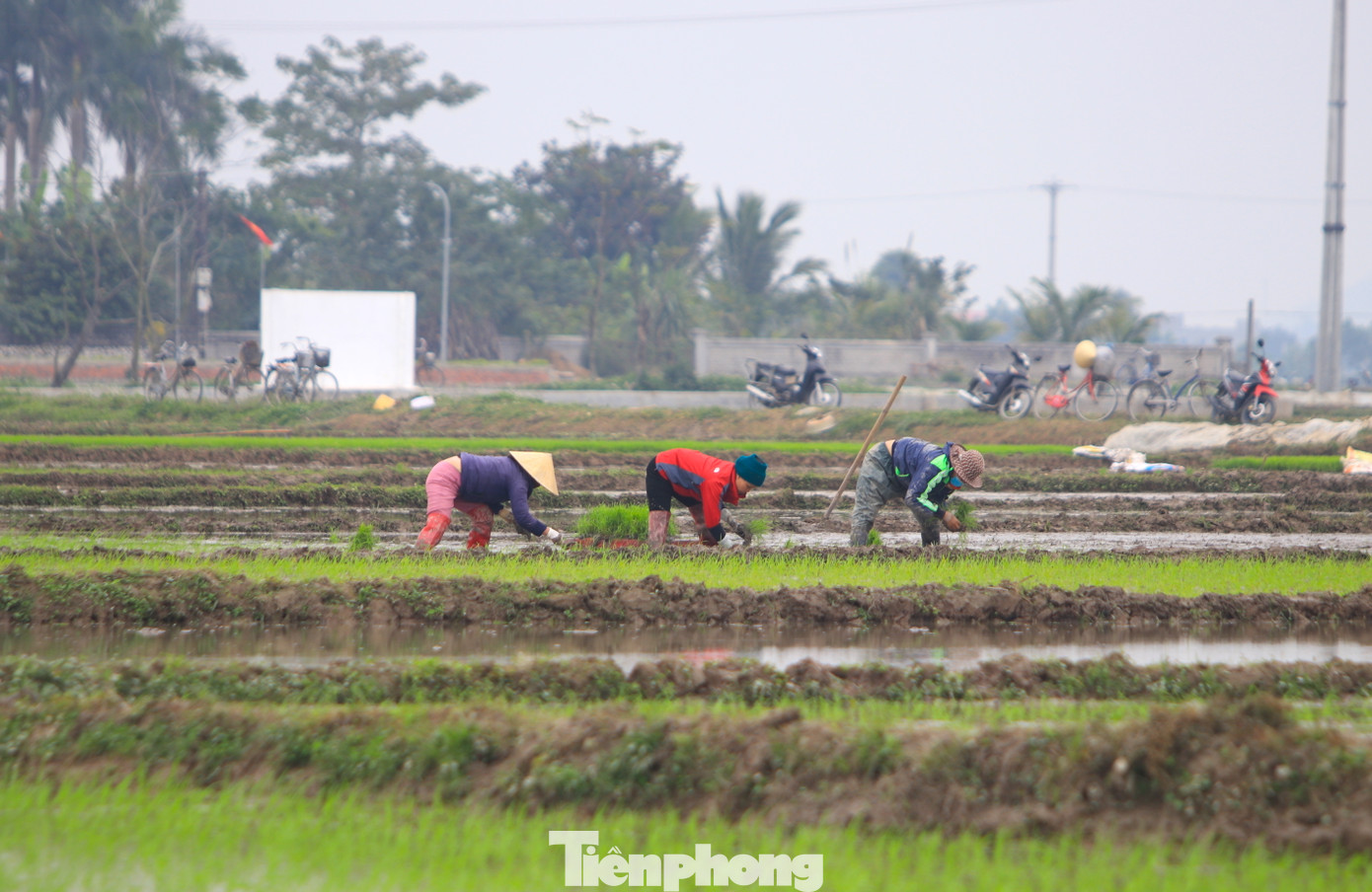 Trung bình, nếu nhận cấy theo ngày công người thợ sẽ được trả từ 300-400 nghìn đồng. Nếu nhận khoán ruộng, người thợ có thể được trả từ 400-500 nghìn đồng. Tuy nhiên, việc nhận khoán đòi hỏi người thợ cấy phải làm nhiều và công việc vất vả hơn.