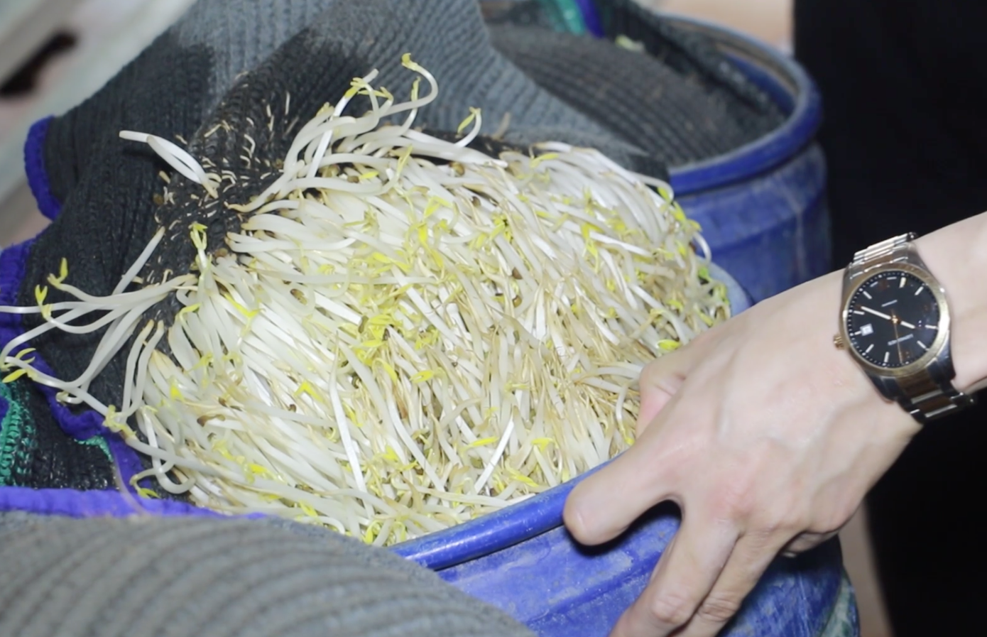 Các chủ cơ sở sản xuất giá đỗ khai nhận đã mua hóa chất trên mạng xã hội, sau đó pha chế, tưới vào các thùng ủ giá đỗ nhằm làm cây giá đỗ mập, trắng, không có rễ, không bị thối hỏng và mọng nước hơn, nhờ vậy tăng khối lượng thành phẩm 20 - 25%. Trung bình, mỗi cơ sở sản xuất 3 - 5 tấn giá đỗ/ngày, cung cấp cho các tiểu thương tại chợ đầu mối thành phố Vinh với giá 10.000 - 15.000 đồng/kg. Số giá đỗ này sau đó được chuyển đến các chợ dân sinh ở Nghệ An, Hà Tĩnh để tiêu thụ. Các chủ cơ sở sản xuất giá đỗ khai nhận đã mua hóa chất trên mạng xã hội, sau đó pha chế, tưới vào các thùng ủ giá đỗ nhằm làm cây giá đỗ mập, trắng, không có rễ, không bị thối hỏng và mọng nước hơn, nhờ vậy tăng khối lượng thành phẩm 20 - 25%. Trung bình, mỗi cơ sở sản xuất 3 - 5 tấn giá đỗ/ngày, cung cấp cho các tiểu thương tại chợ đầu mối thành phố Vinh với giá 10.000 - 15.000 đồng/kg. Số giá đỗ này sau đó được chuyển đến các chợ dân sinh ở Nghệ An, Hà Tĩnh để tiêu thụ.