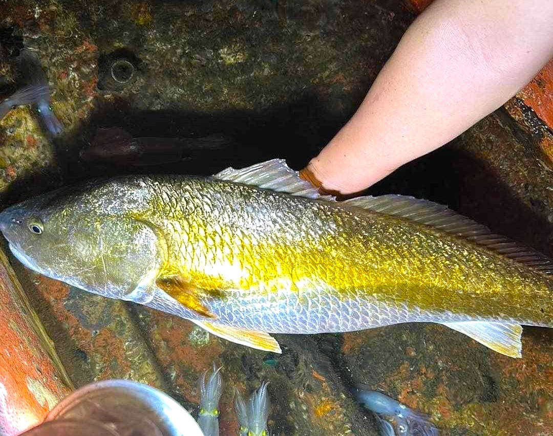 Con cá này dài gần 1m, nặng 6kg.