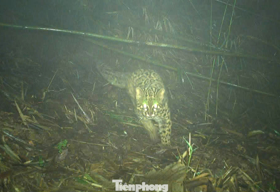 Việc đặt máy bẫy ảnh nhằm tăng cường hoạt động giám sát, nghiên cứu sự đa dạng sinh học và bảo tồn các loài động vật hoang dã quý hiếm trong tự nhiên. Việc đặt máy bẫy ảnh nhằm tăng cường hoạt động giám sát, nghiên cứu sự đa dạng sinh học và bảo tồn các loài động vật hoang dã quý hiếm trong tự nhiên.