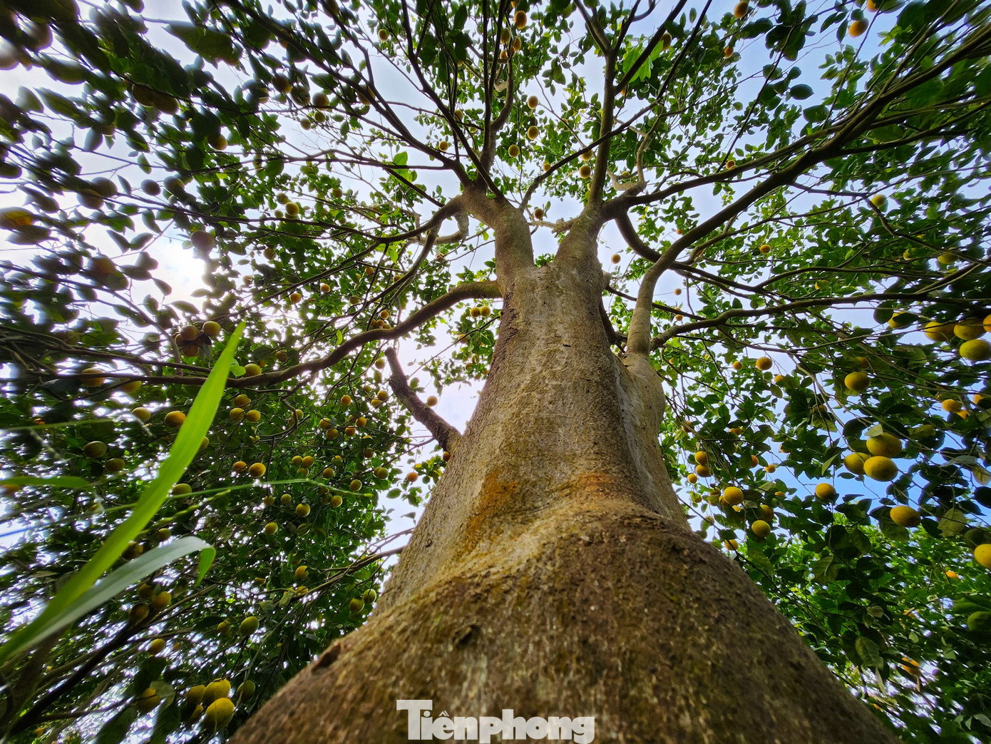 Hiện vườn cam của ông Biên đã chín và đang vào mùa thu hoạch. Nhiều gốc cam có tuổi đời từ 8-10 năm cho nhiều quả. Có cây được hơn 1 tạ cam.