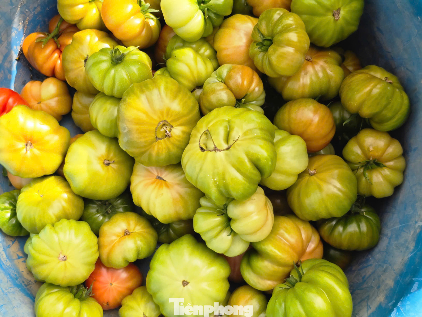 “Từ tháng 8 năm ngoái tôi bắt đầu xuống giống rồi chăm sóc. Đến dịp Tết Nguyên đán thì bắt đầu cho thu hoạch và kéo dài đến tháng 4 năm sau”, chị Giang nói.