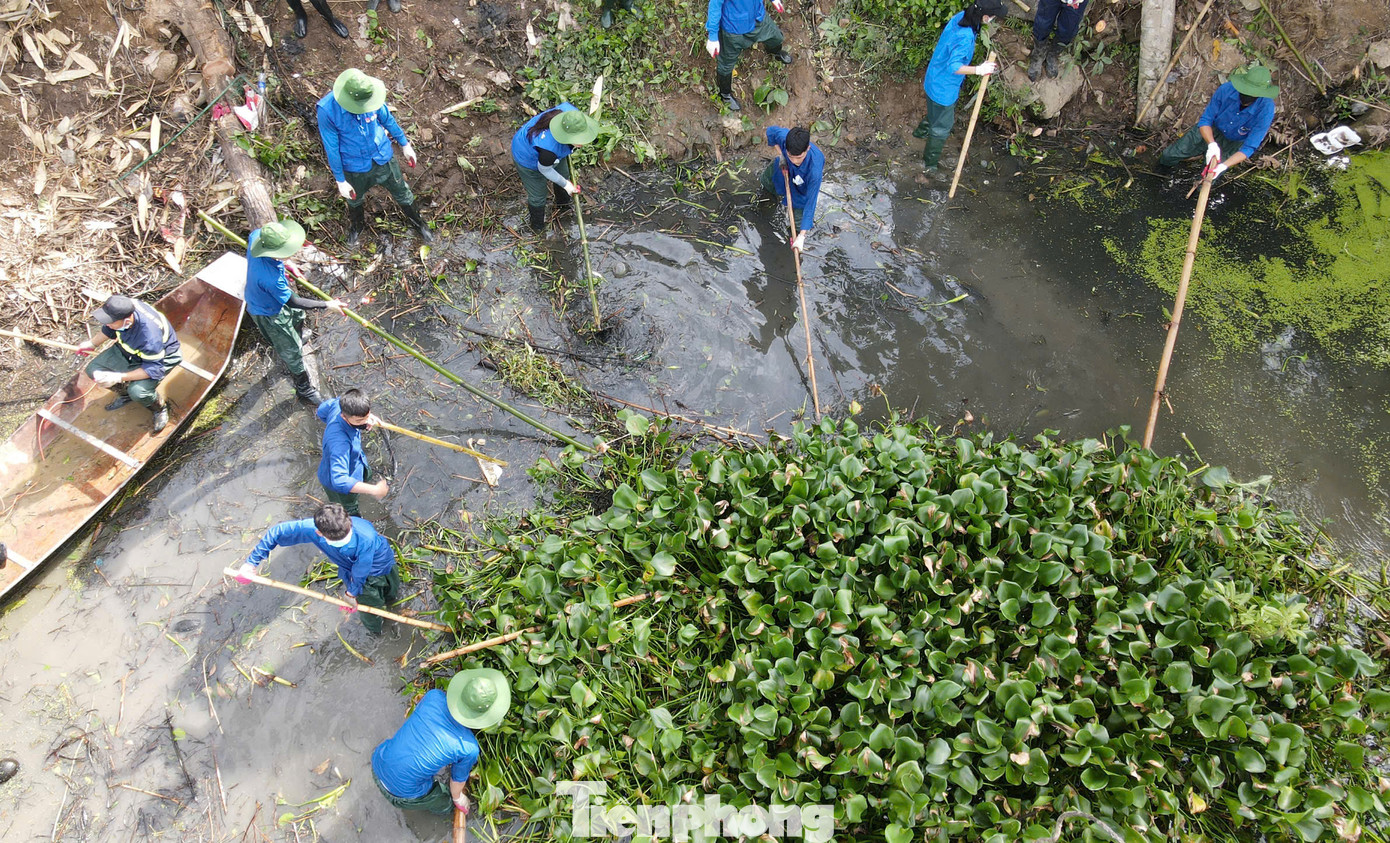 Những đám bèo lớn mắc kẹt giữa dòng khe được làm sạch để khơi thông dòng chảy.