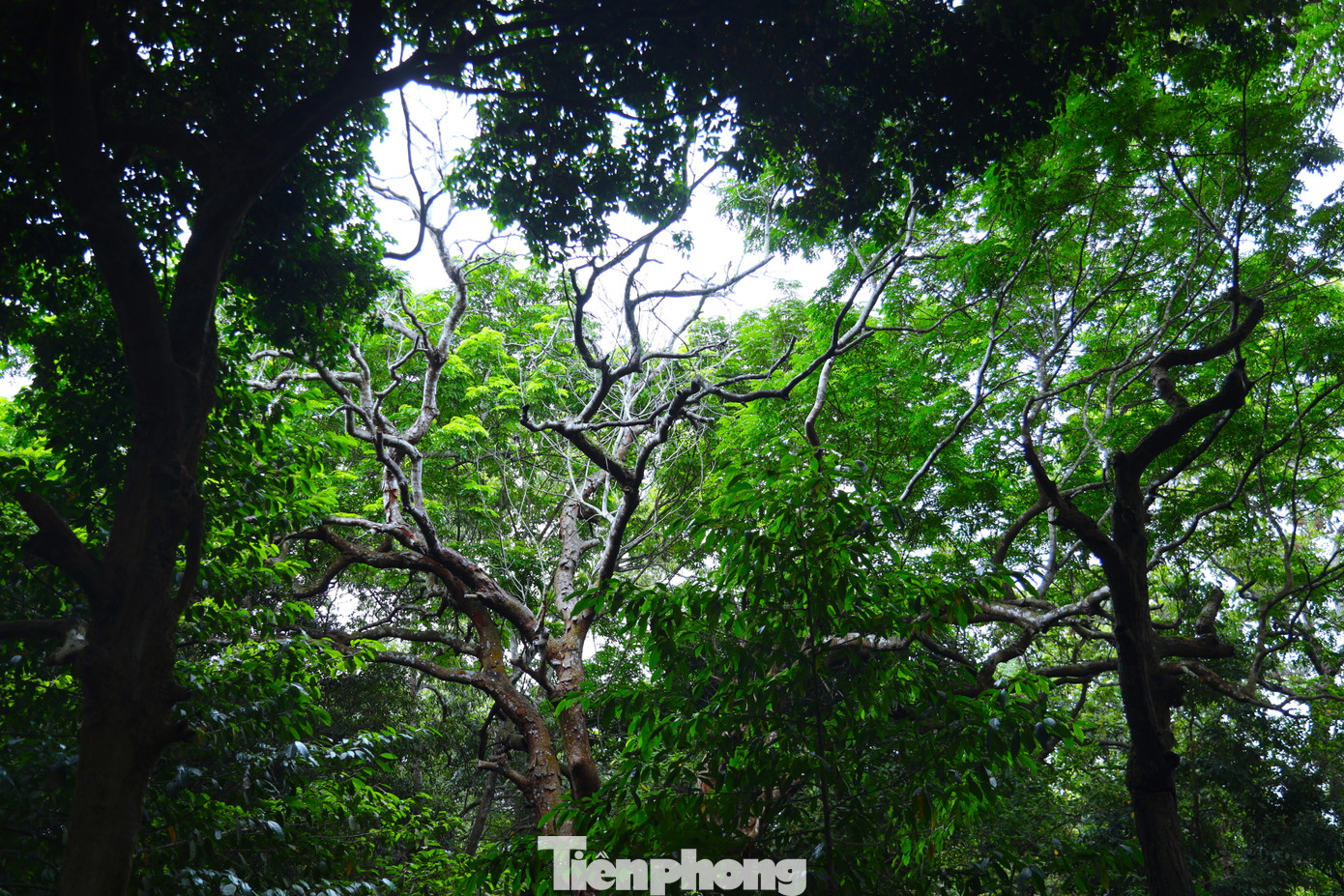 Ông Nguyễn Hồng Chính - Chủ tịch UBND xã Hậu Thành (huyện Yên Thành, Nghệ An) cho hay, để bảo vệ khu rừng, hàng tháng xã thuê một người thường xuyên trông coi, chăm sóc. Tuy nhiên, phần lớn người bảo vệ chỉ canh giữ không để xảy ra cháy rừng. Việc chặt phá rừng luôn được người dân địa phương có ý thức bảo vệ.