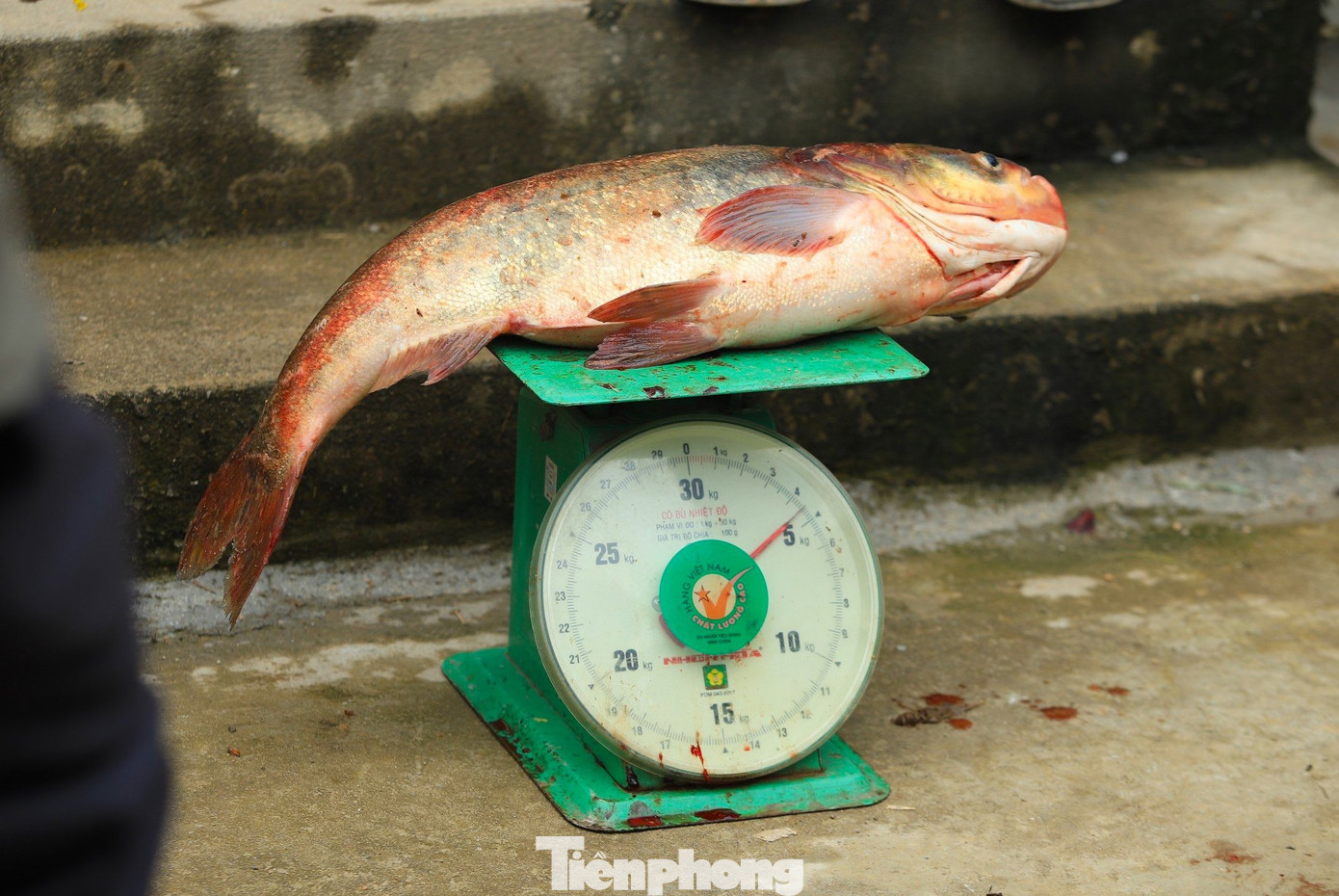 Cá sau đó được đưa đến Ban tổ chức cân và ghi lại số lượng để cuối buổi sẽ trao giải thưởng cho các nơm thủ.