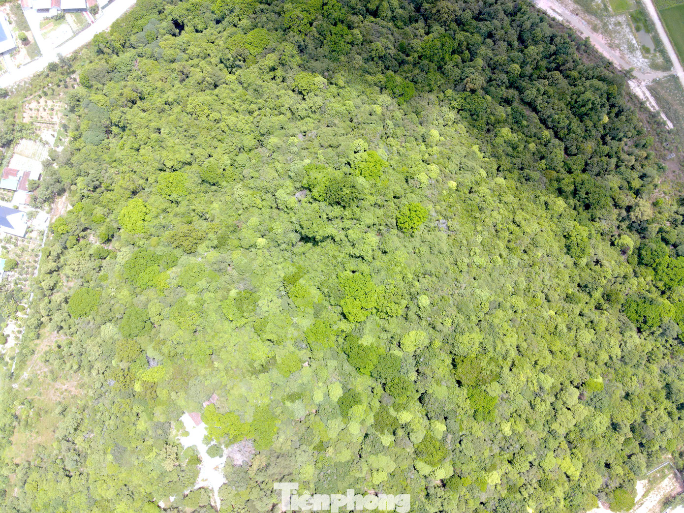 Các bậc cao niên trong làng cho biết, khu rừng này đã có từ hàng trăm năm trước. Trải qua biến thiên của thời gian, bom đạn chiến tranh hay thiên tai lũ lụt nhưng khu rừng vẫn đứng vững và tươi tốt.