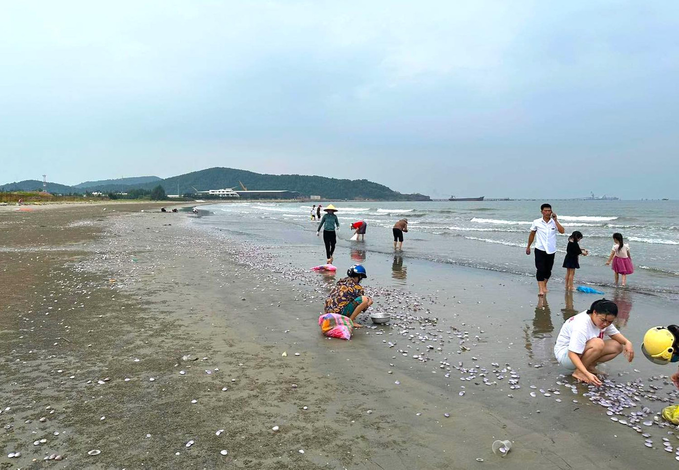 "Ngao biển này rất ngon, ngọt và đắt. Ngao nuôi chỉ 25-30 nghìn đồng/1kg nhưng loại này phải 80 nghìn đồng. Lúc trưa tôi ra vớt cũng được 5kg ngao về ăn", chị Trần Thị Thủy (trú phường Nghi Thủy, Cửa Lò) chia sẻ.