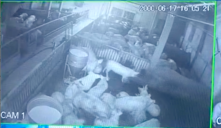 Trích xuất camera, cơ quan chức năng xác định do hệ thống điện trong trang trại bị rò rỉ khiến đàn lợn bị điện giật chết.